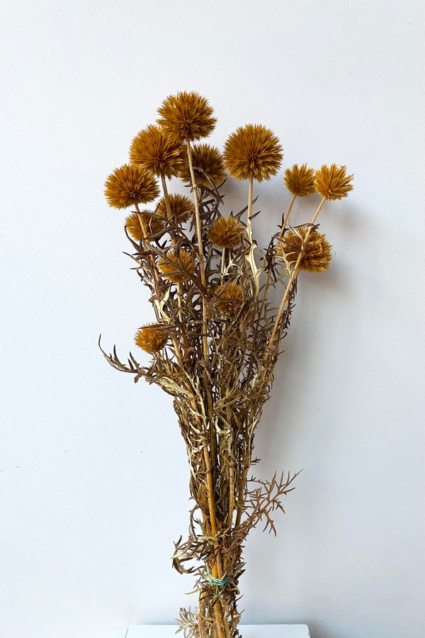 The Echinops Ochre Color Preserved Bunch against a white wall
