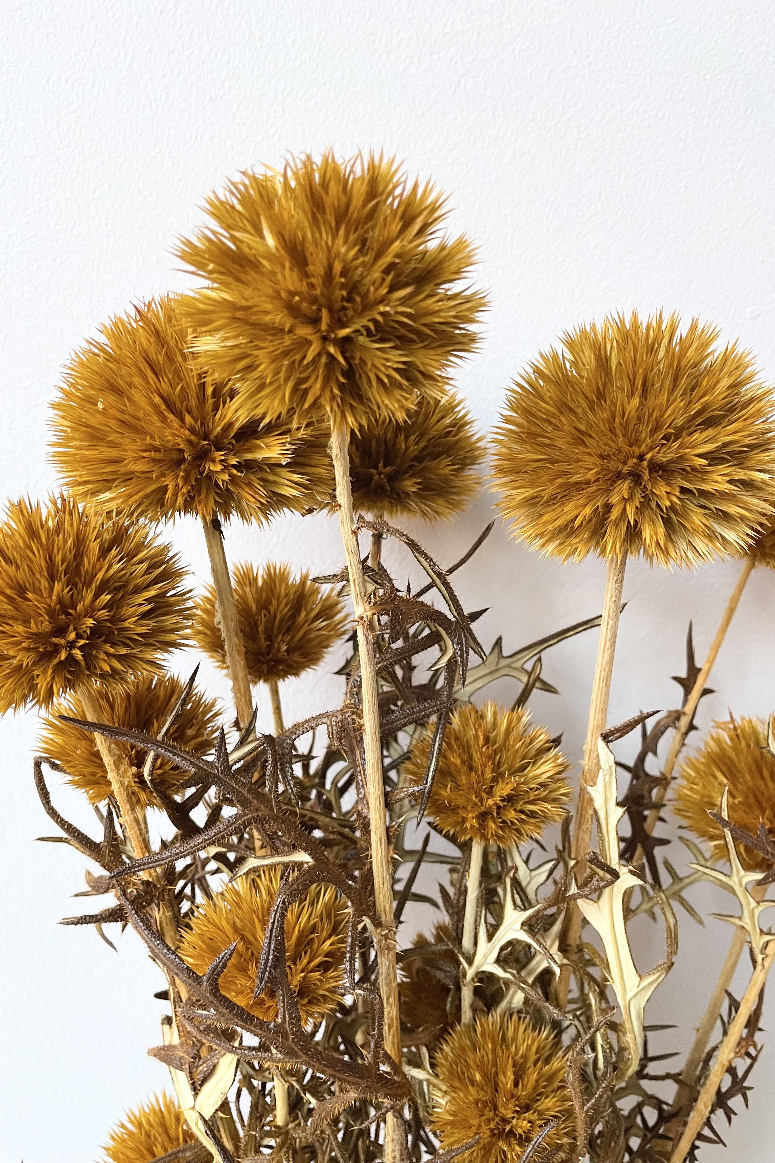 A detailed look at the Echinops Ochre Color Preserved Bunch