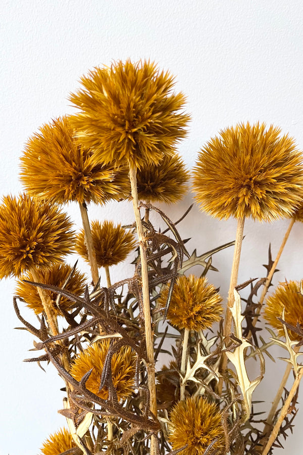 A detailed look at the Echinops Ochre Color Preserved Bunch 