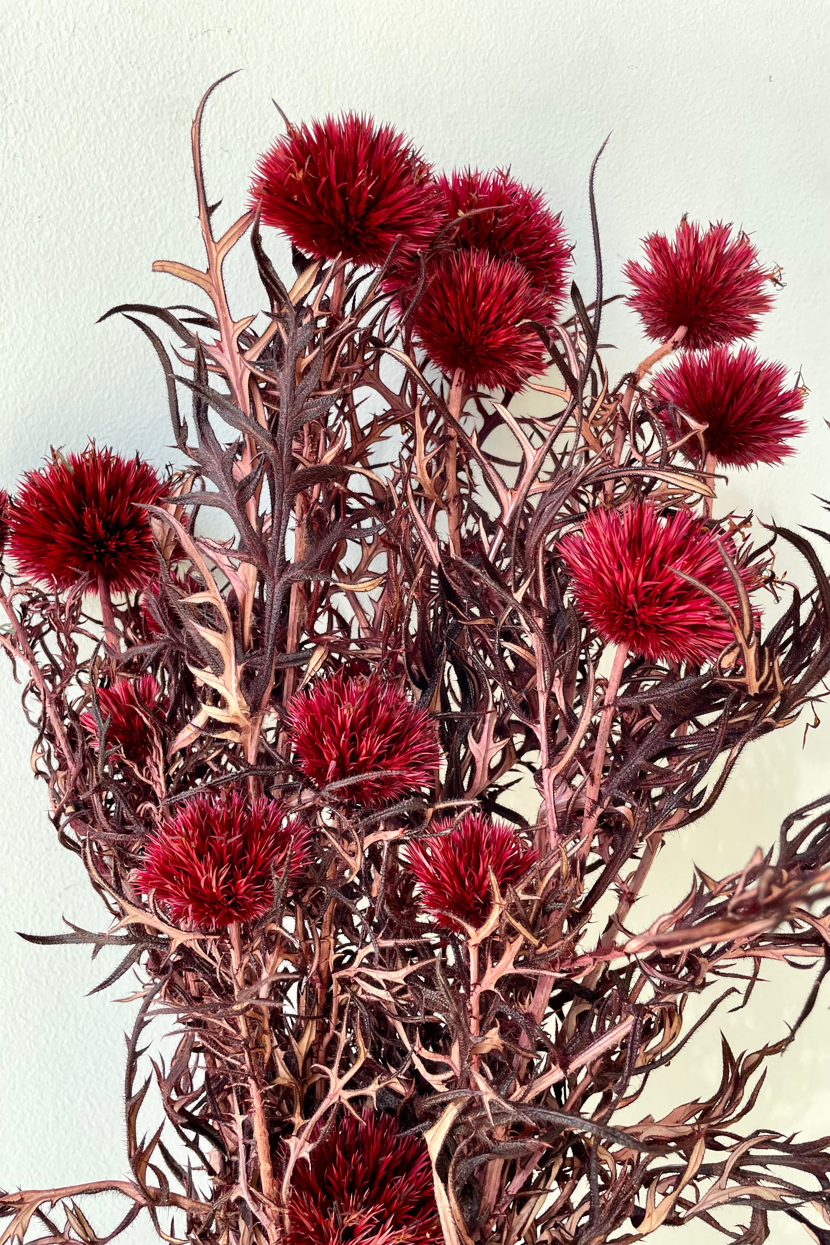 Preserved and dyed burgundy Echinops showing the spiky foliage and flowers.
