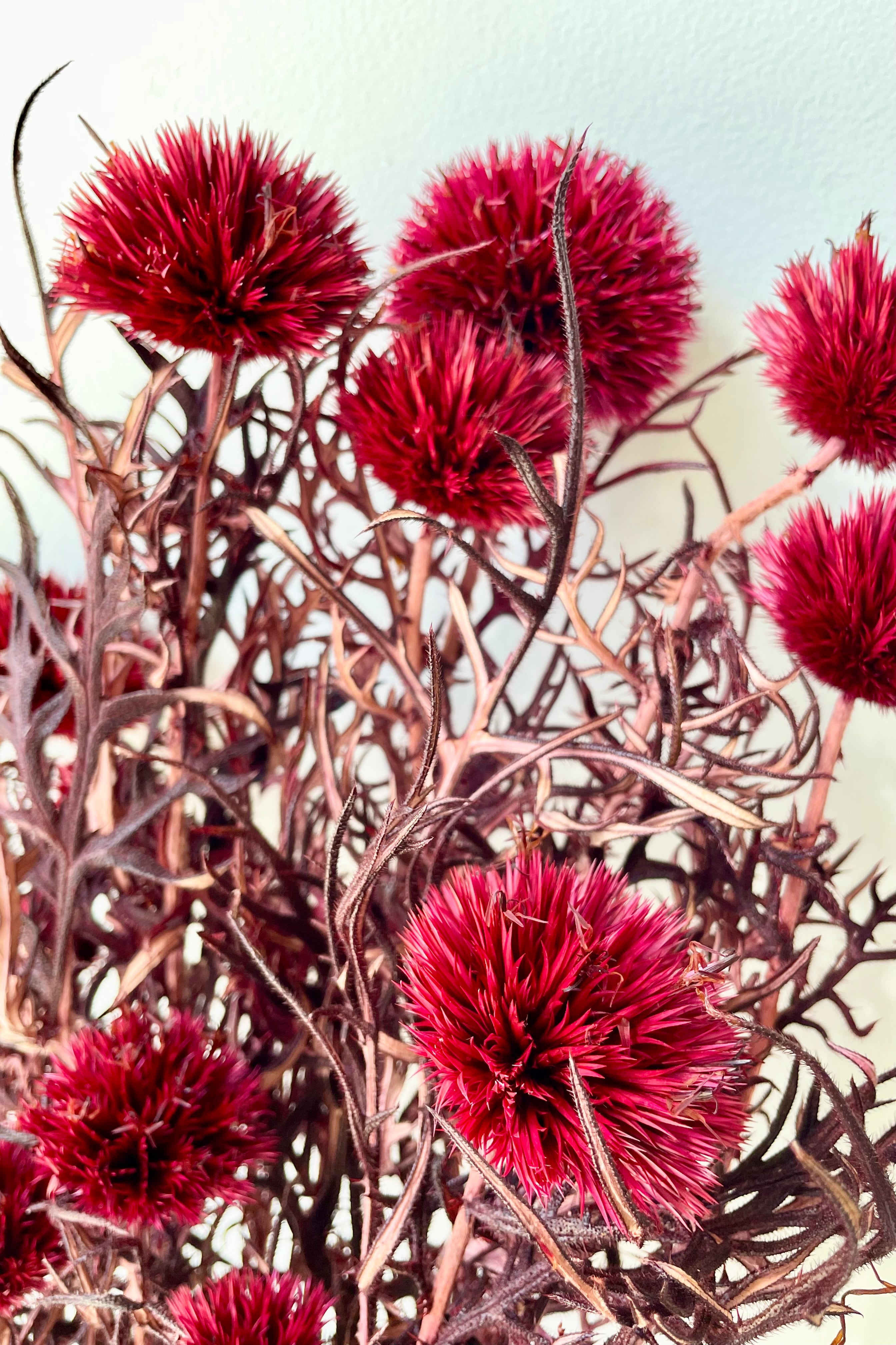 Burgundy colored preserved Echinops in a bunch against a white wall.