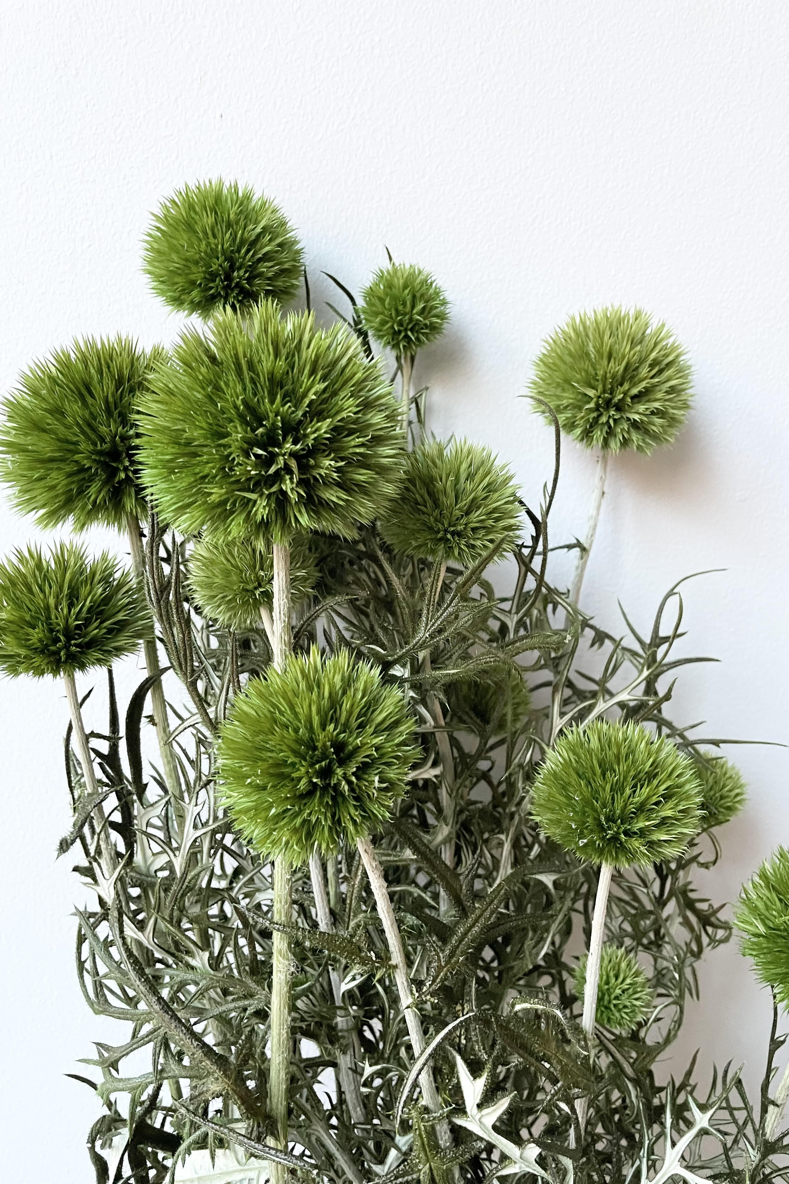 A detailed look at the Echinops Light Green Color Preserved Bunch