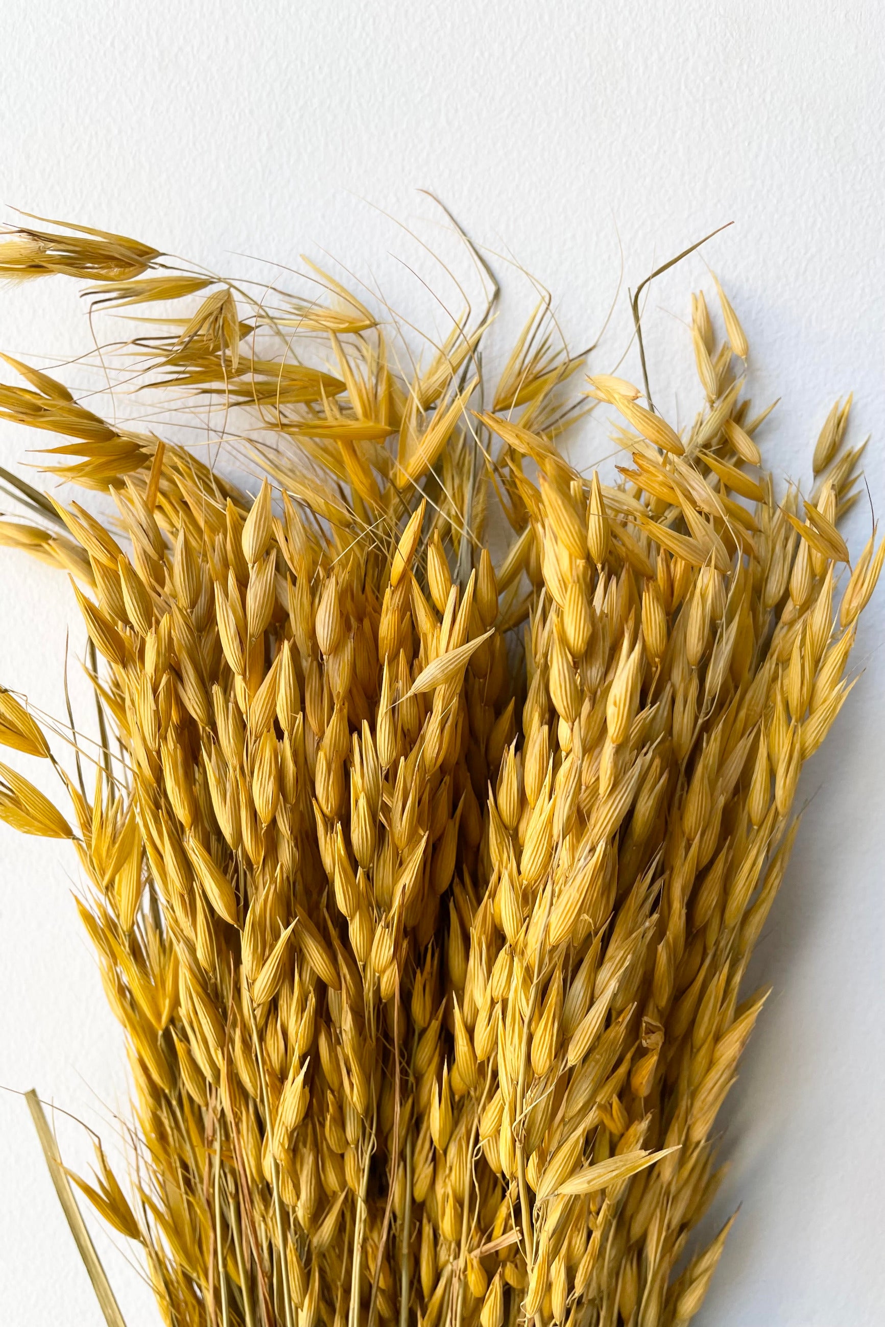 A detailed look at the Avena Sativa Ochre Color Preserved Bunch ©Sprout Home