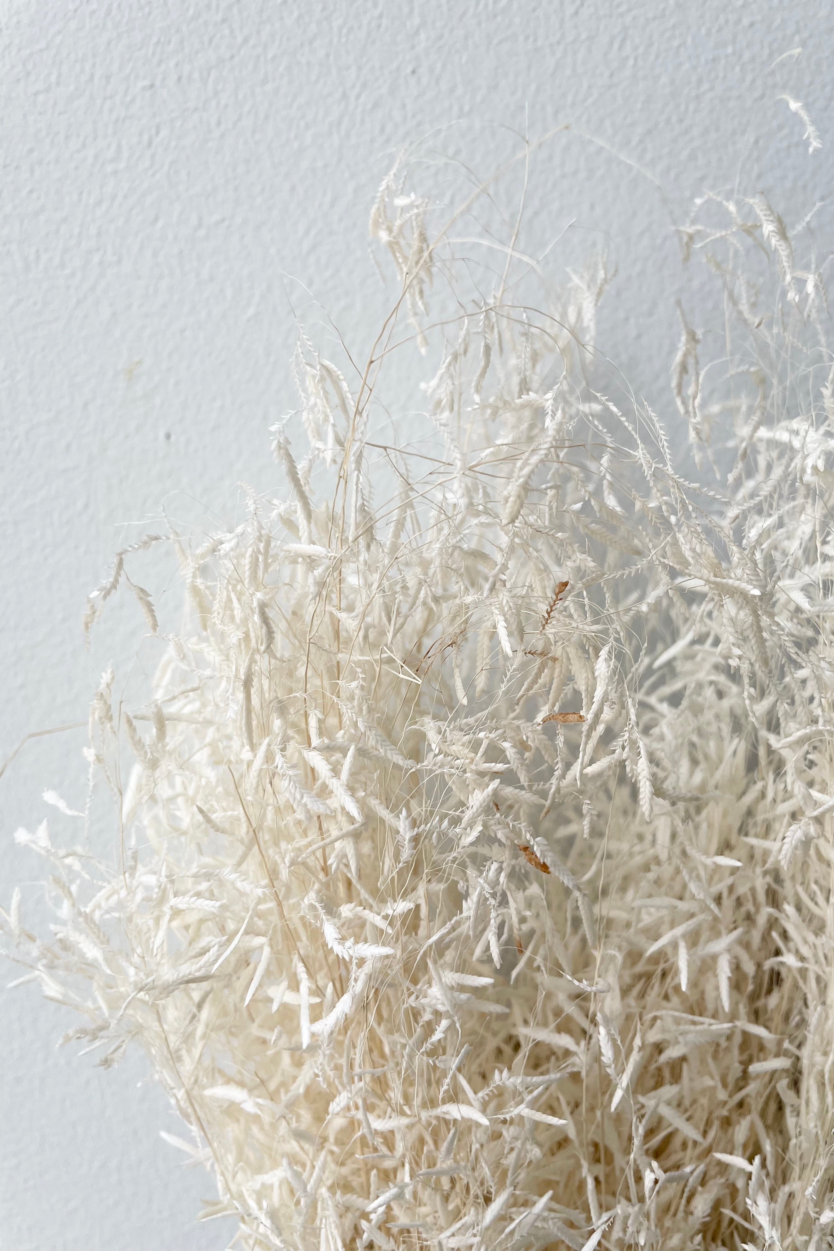 Up close picture of preserved and bleached Munni.