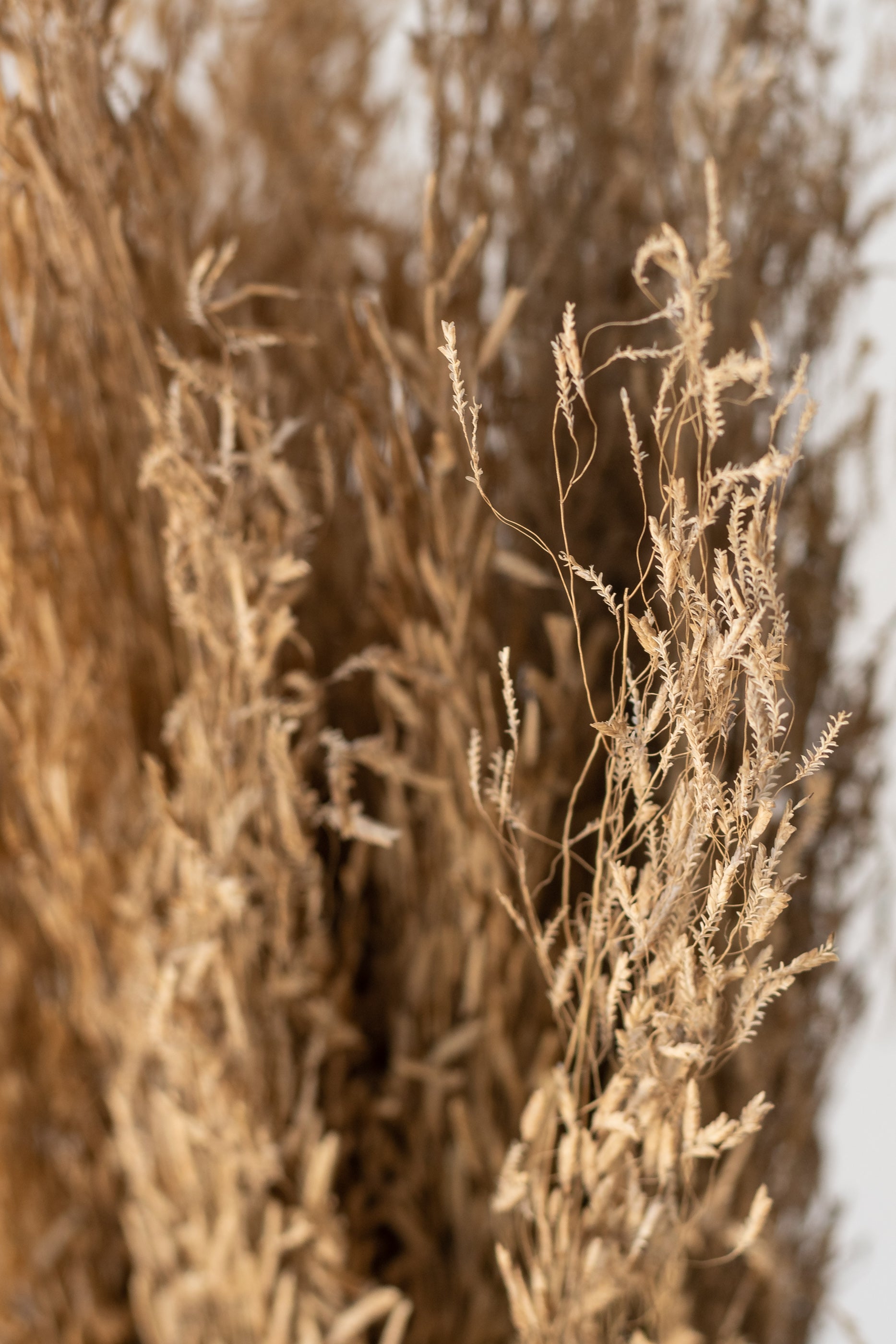 Close up of preserved Munni Natural Bunch