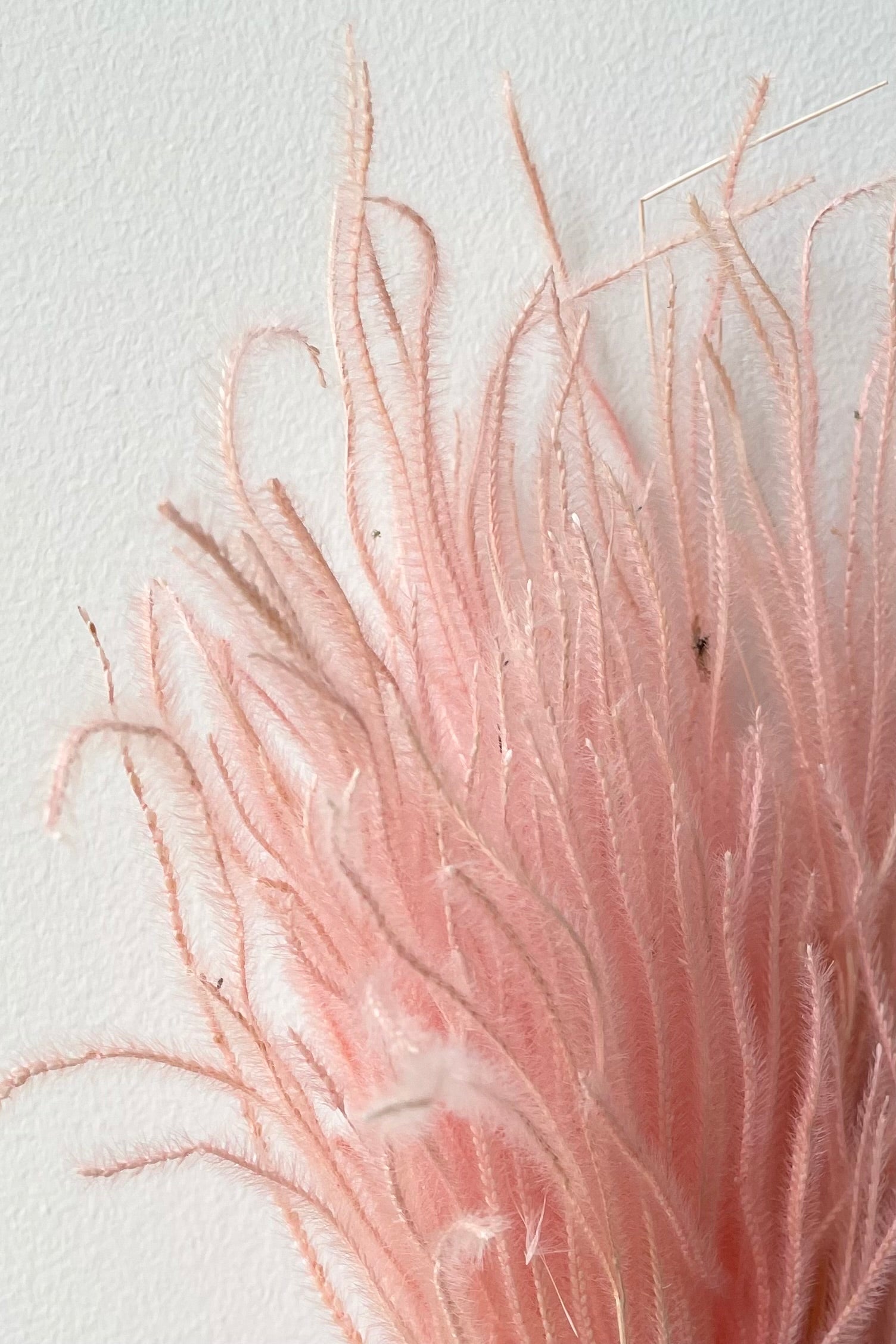 Detail up close picture of preserved and dyed blush colored Ouro showing the bottle brush like detail. ©Sprout Home