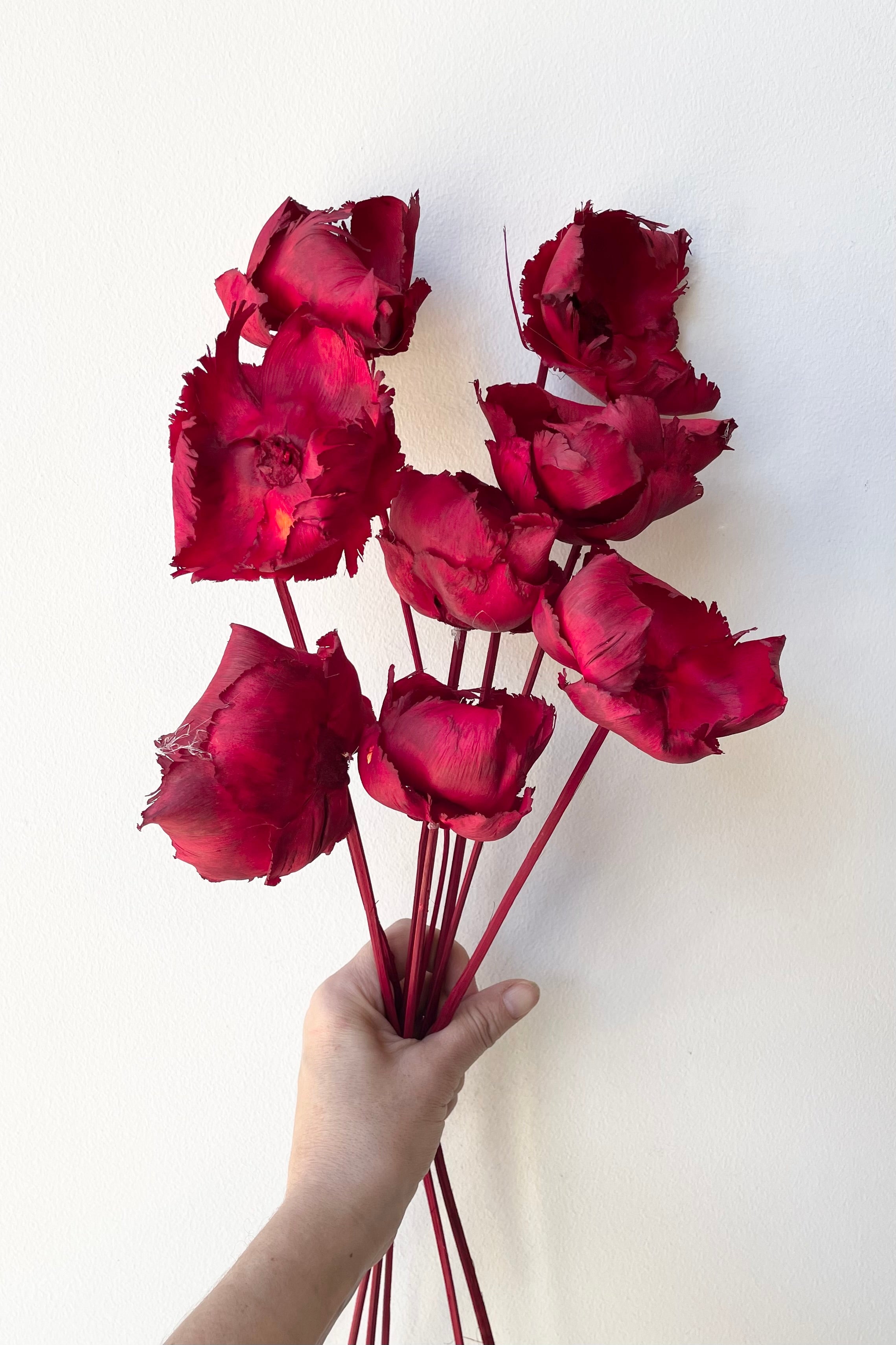 Palm caps dyed red and preserved against a white wall.