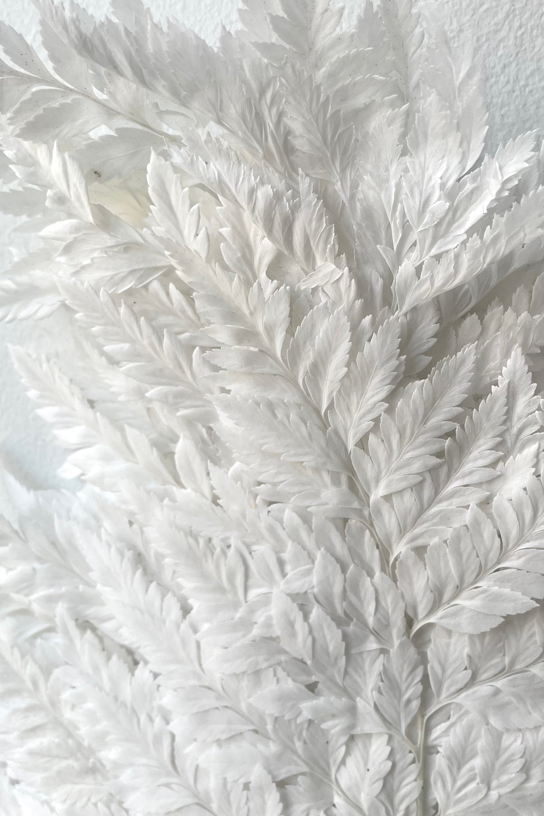 A detailed view of Helecho Cuero Bleached Preserved Bunch against white backdrop ©Sprout Home