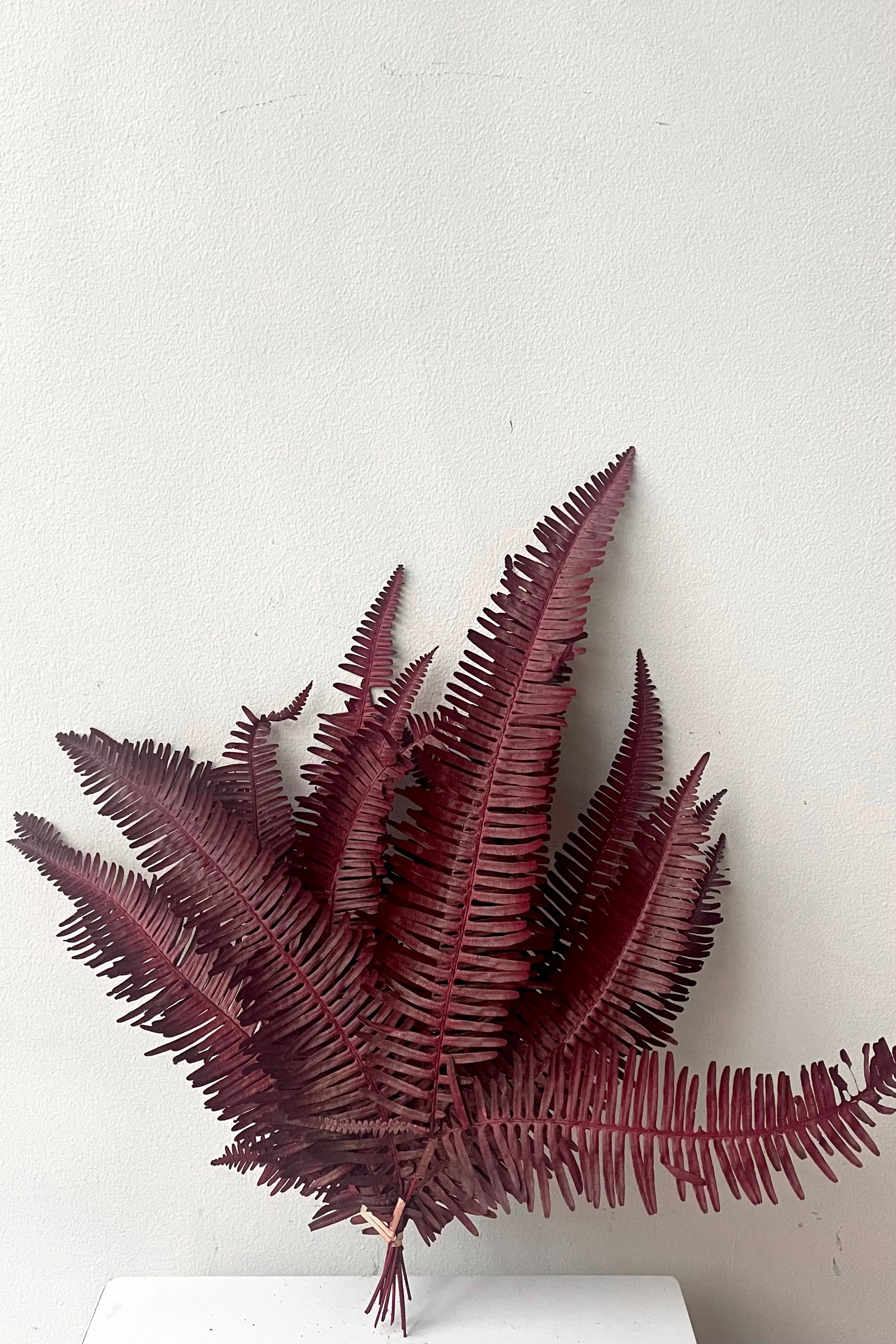 A full view of Helecho Seagul Burgundy Color Preserved Bunch against white backdrop