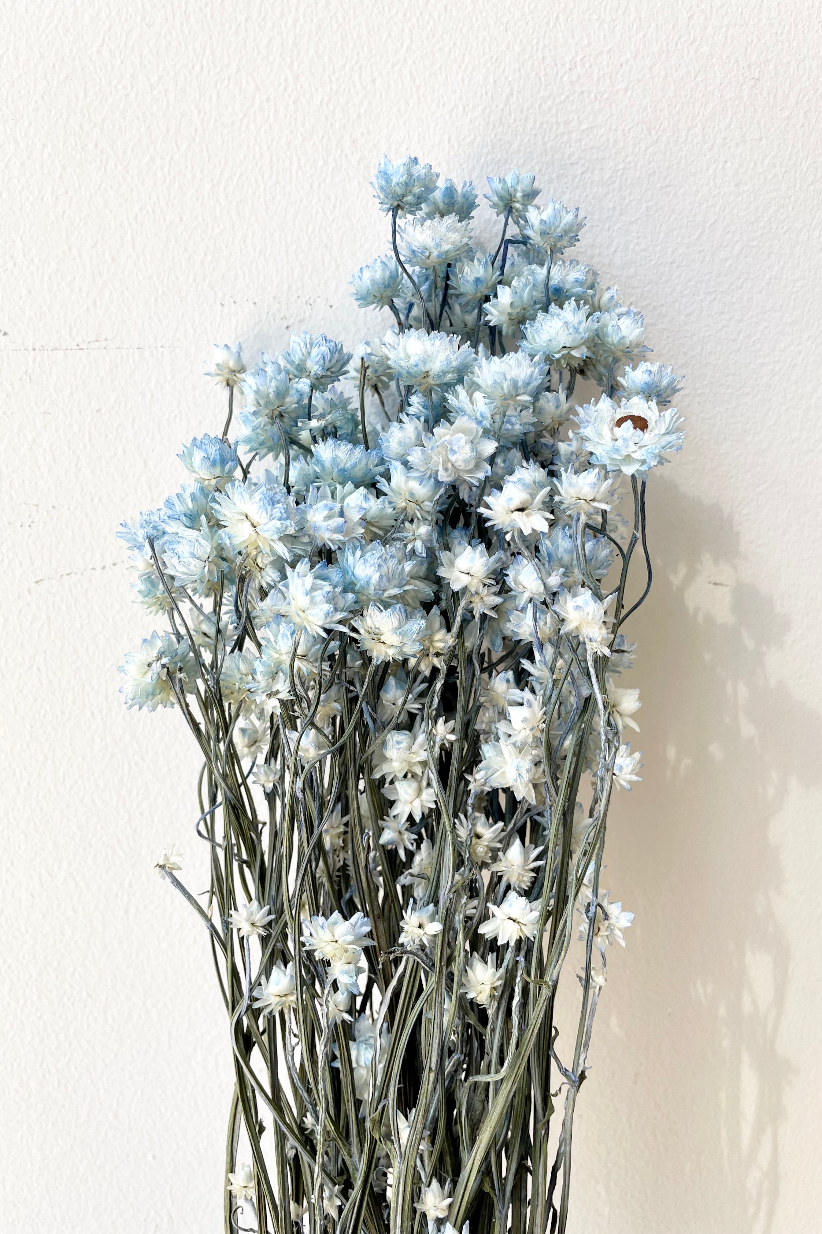 A bunch of Ammonium preserved flowers in a light blue color.