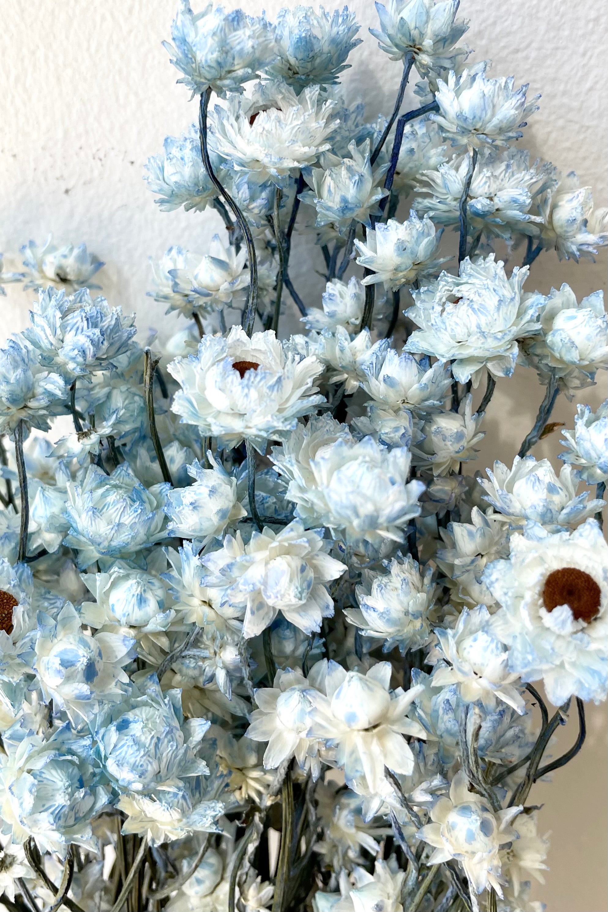 Detail picture of the adorable light blue dyed and preserved Ammonium flowers.