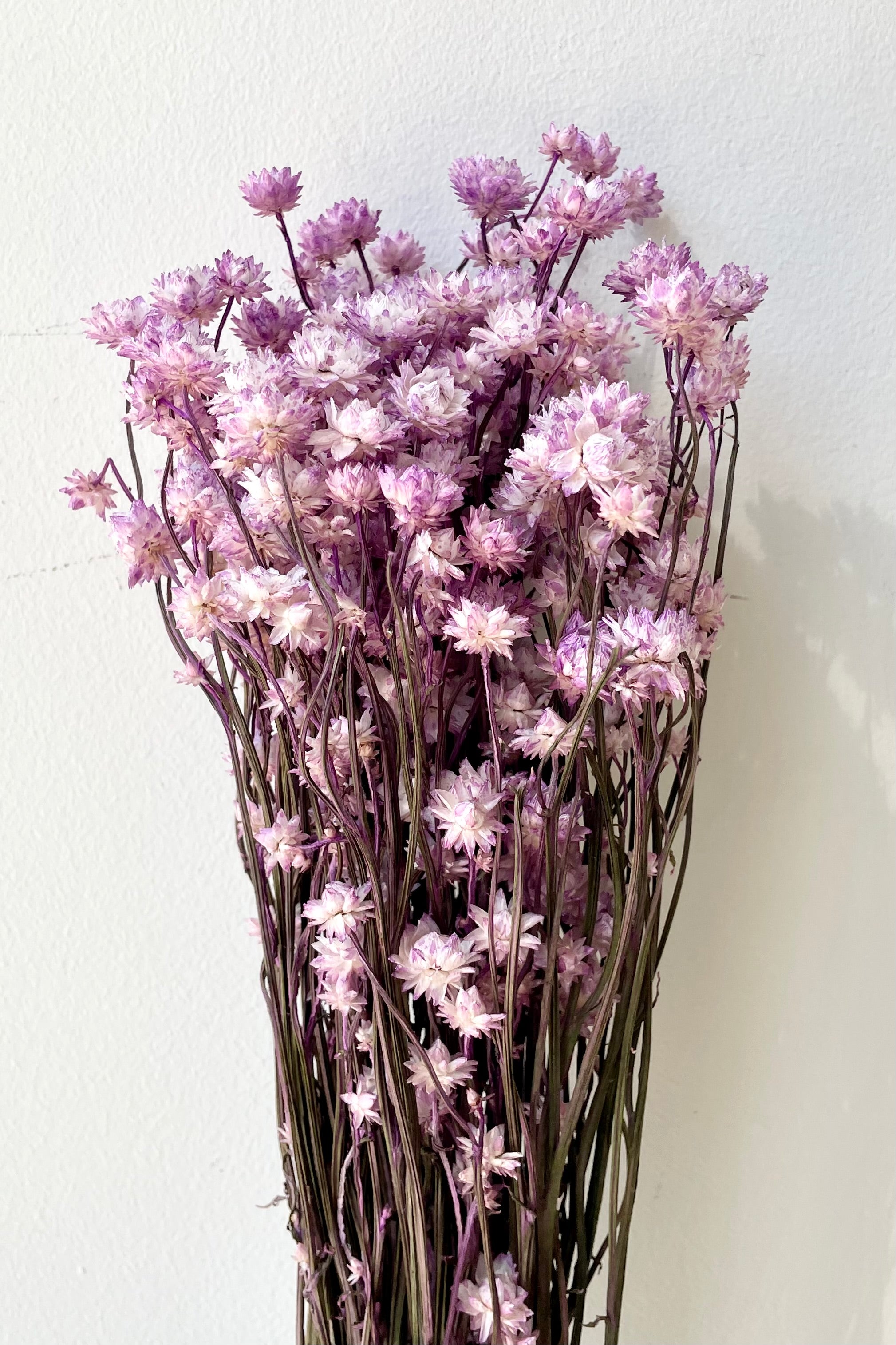 A bunch of Ammonium flower that has been preserved and dyed in a lavender color against a white wall.