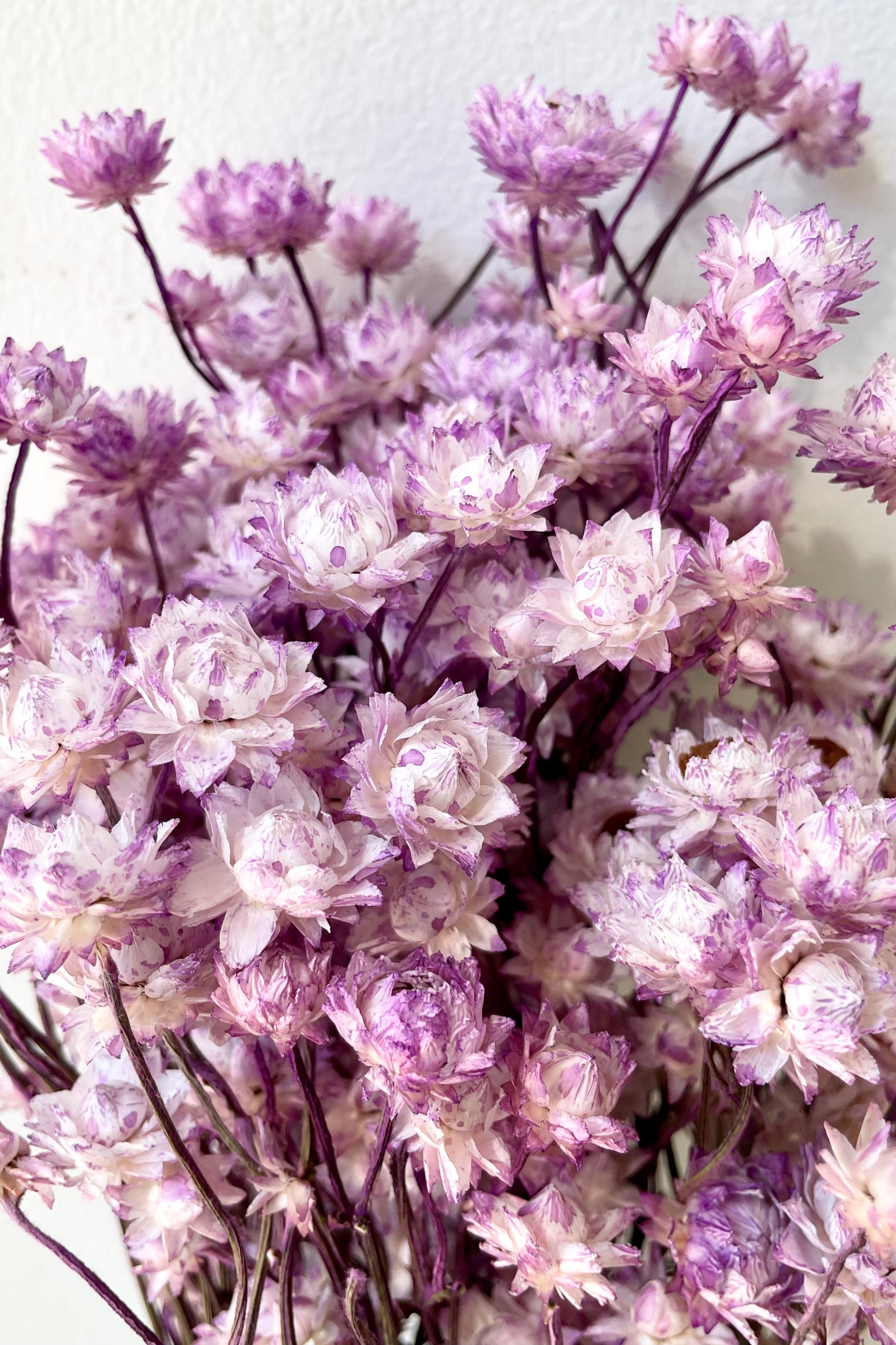 A detail picture of the cute Ammonium flowers that have been preserved and dyed in a lavender color.