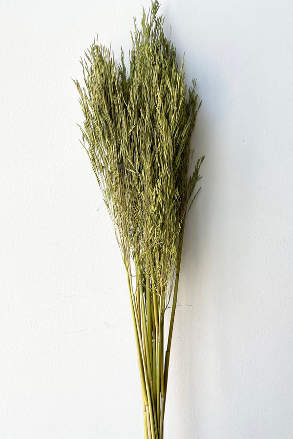 A frontal view of a bunch of Andre Kise Olive Color Preserved floral against a white backdrop