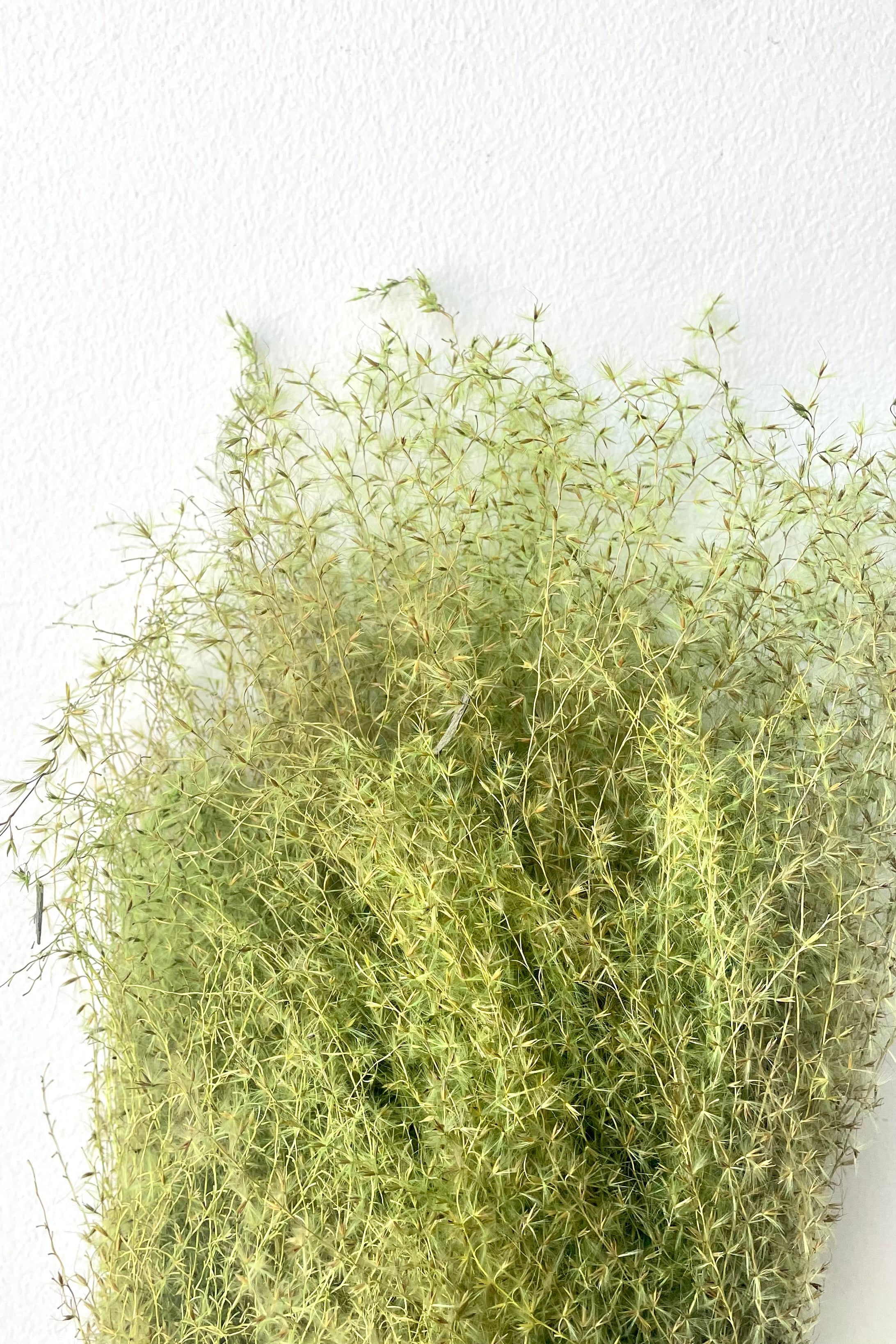 A close-up view of a bunch of Miscanthus Green Color Preserved floral against a white backdrop