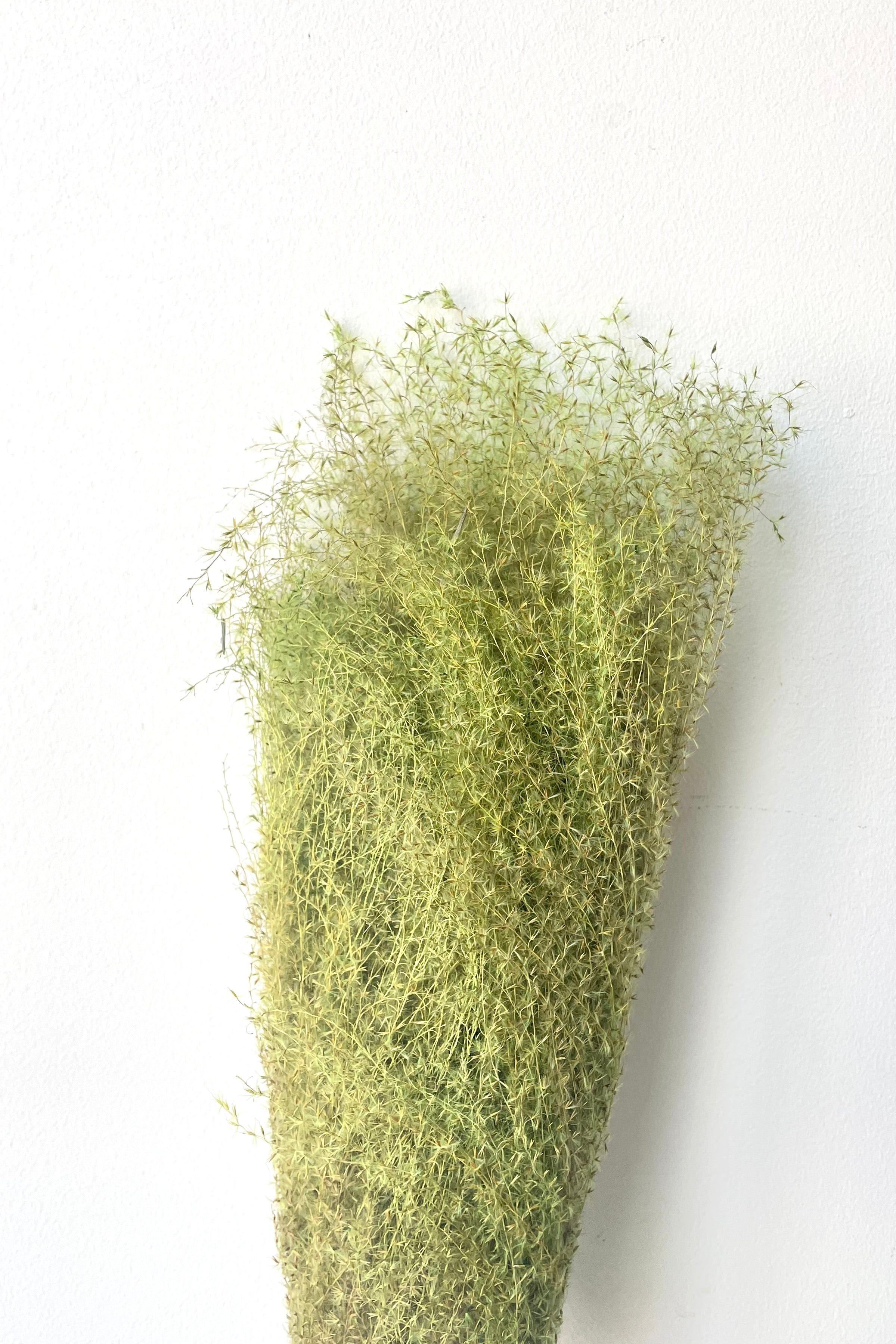 A full view of a bunch of Miscanthus Green Color Preserved floral against a white backdrop