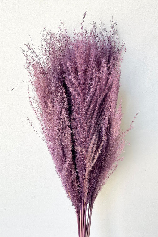 A frontal view of a bunch of Miscanthus Lavender Color Preserved floral against a white backdrop