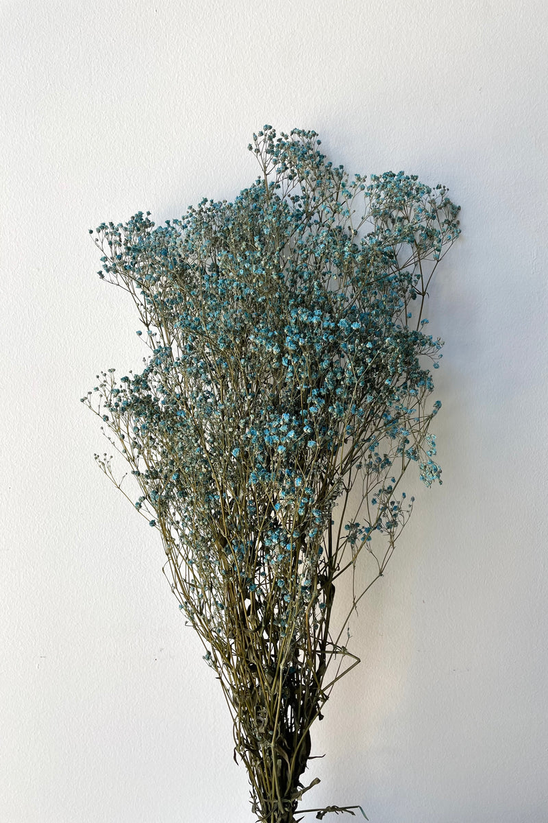 Dyed blue preserved gypsophila paniculate bunch against a white wall. 