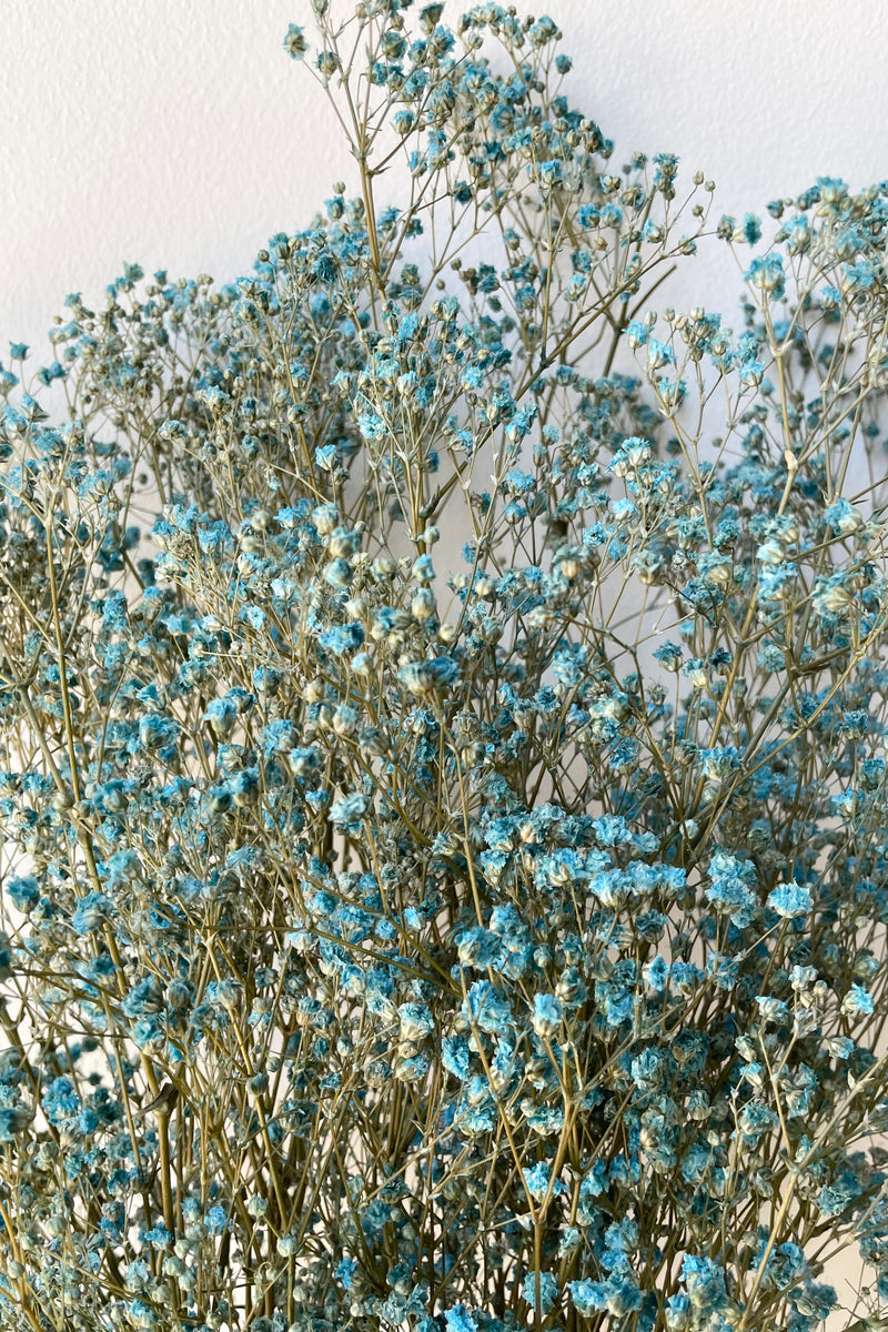 up close picture of the dyed blue preserved gypsophila paniculata flower.