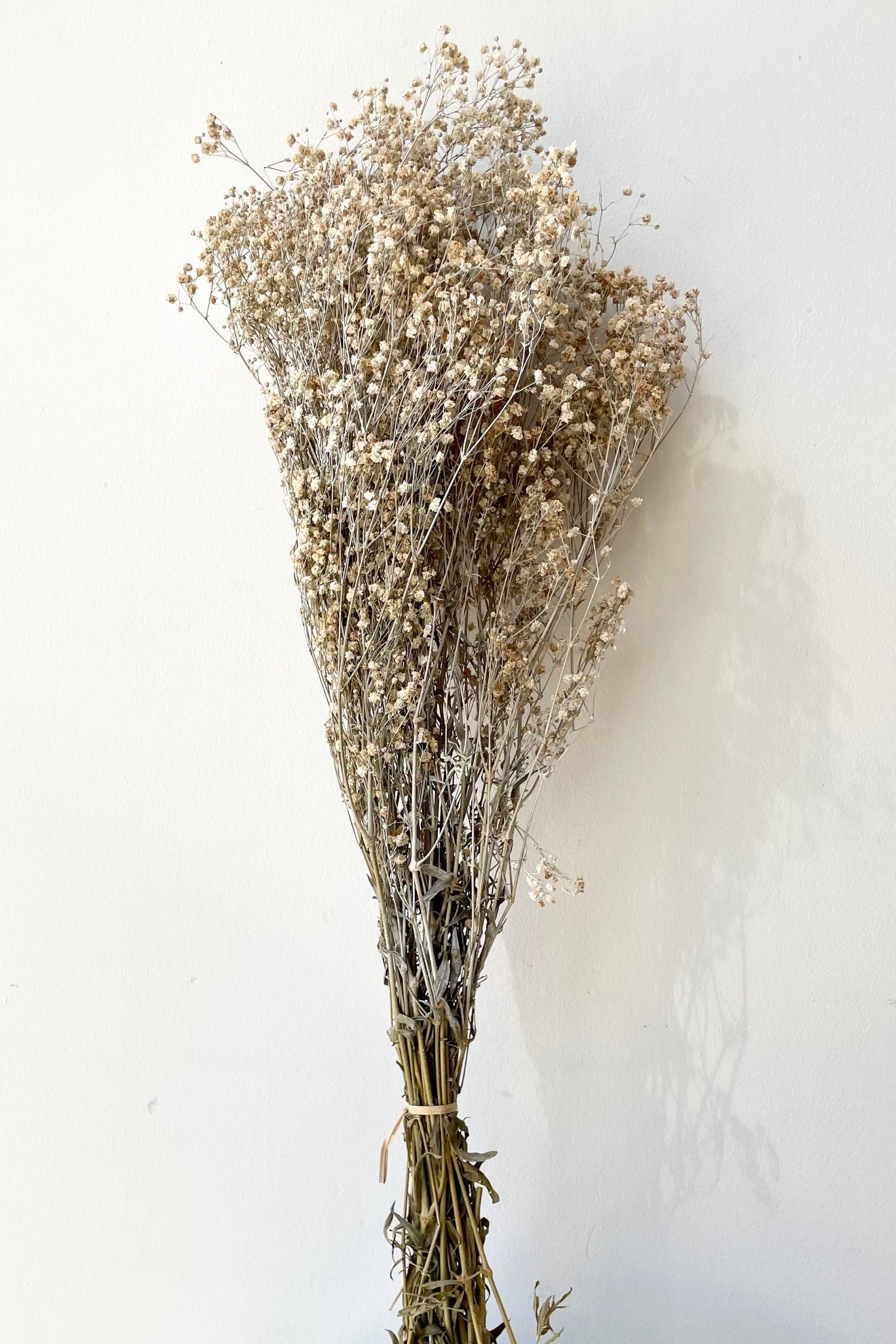 A bunch of Gypsophila Paniculata preserved in a dusty natural color against a white wall. ©Sprout Home