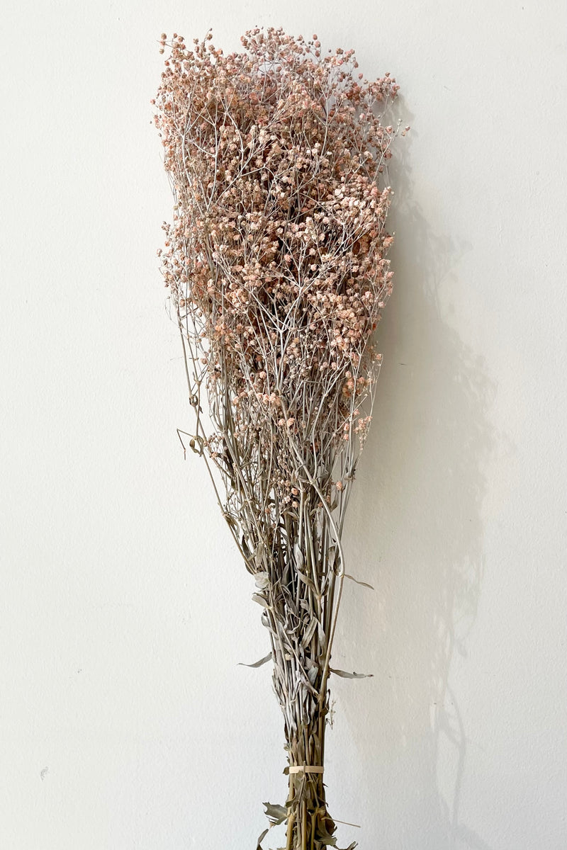 A bunch of Gypsophila Paniculata preserved in a dusty pink color against a white wall. 