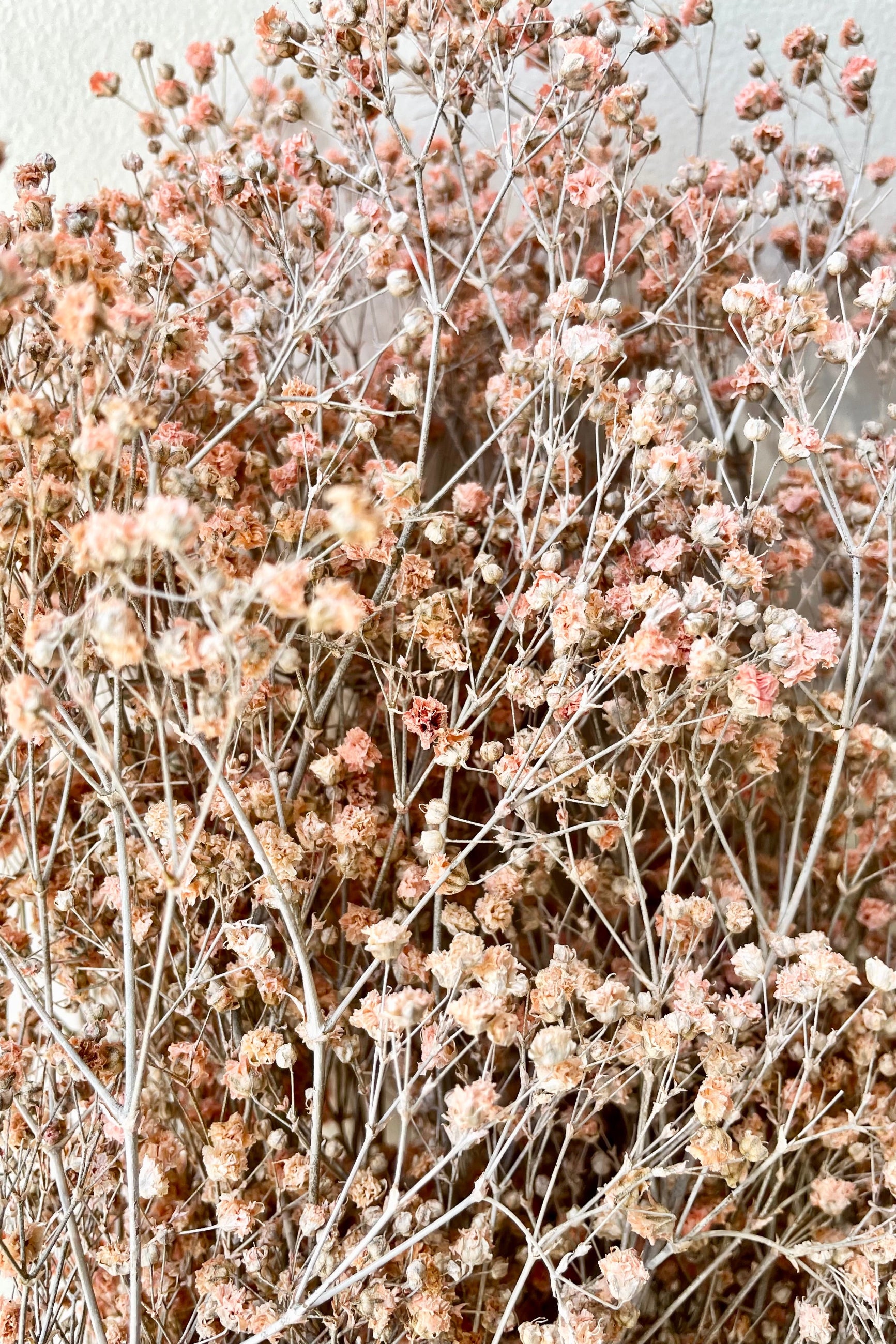 A detail picture of the cute preserved dusty pink color blooms of a bunch of Gypsophila Paniculata. ©Sprout Home