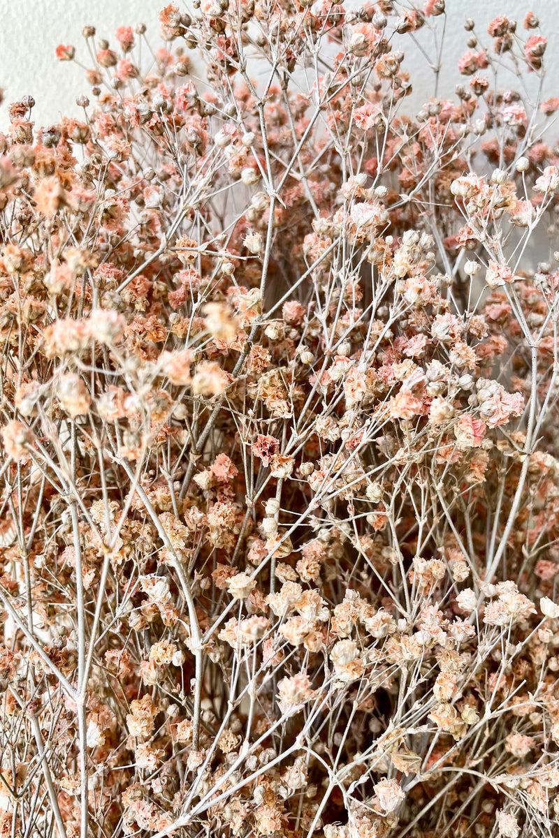 A detail picture of the cute preserved dusty pink color blooms of a bunch of Gypsophila Paniculata. 