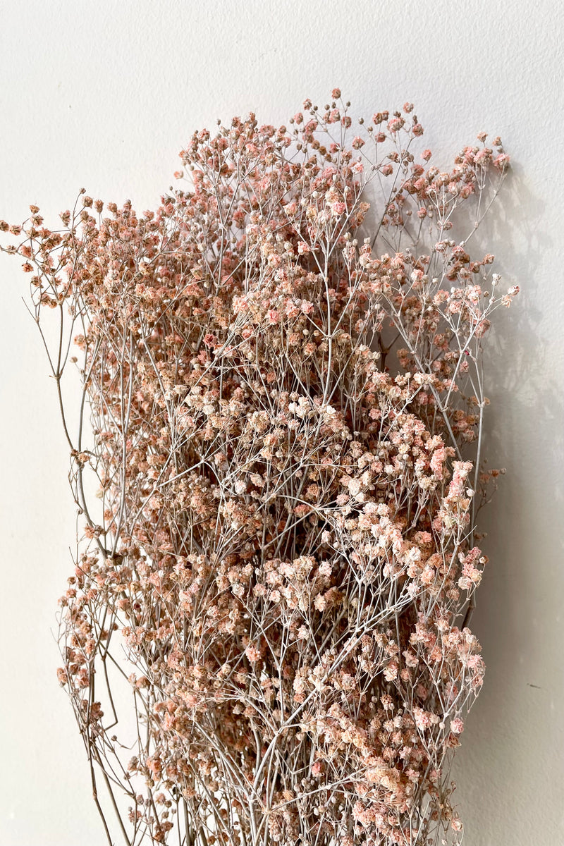 Gypsophila Paniculata preserved in a dusty pink color