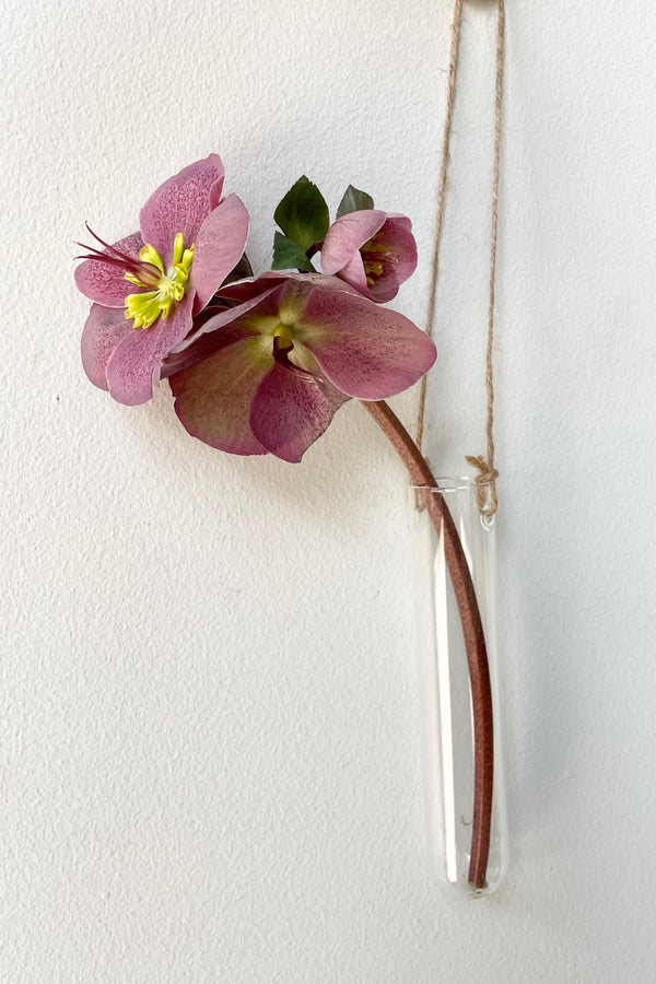 The small hanging glass vase with a hellebore flower. 