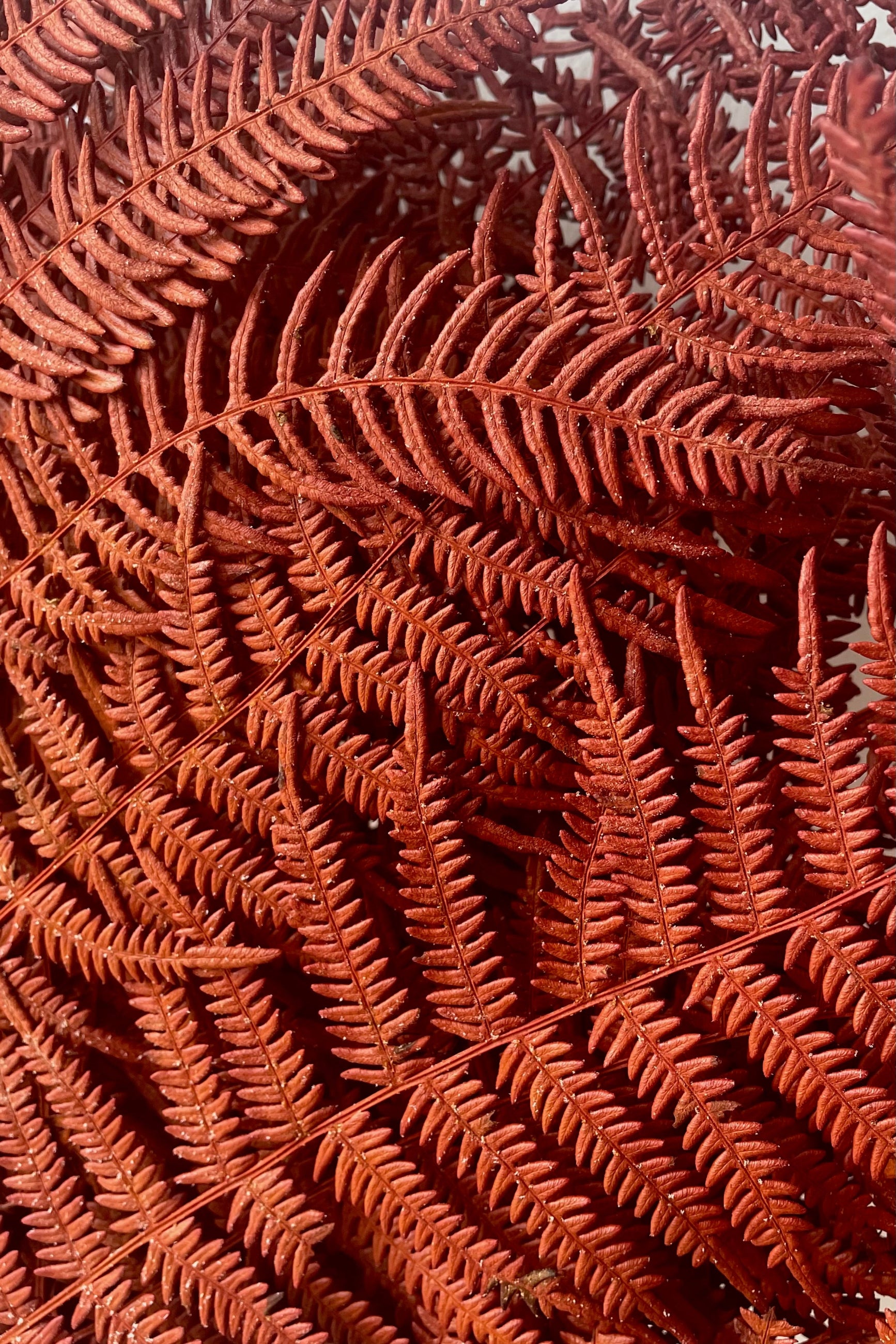 A detailed view of Helecho Bracken Preserved Burgundy Color Bunch against white backdrop ©Sprout Home