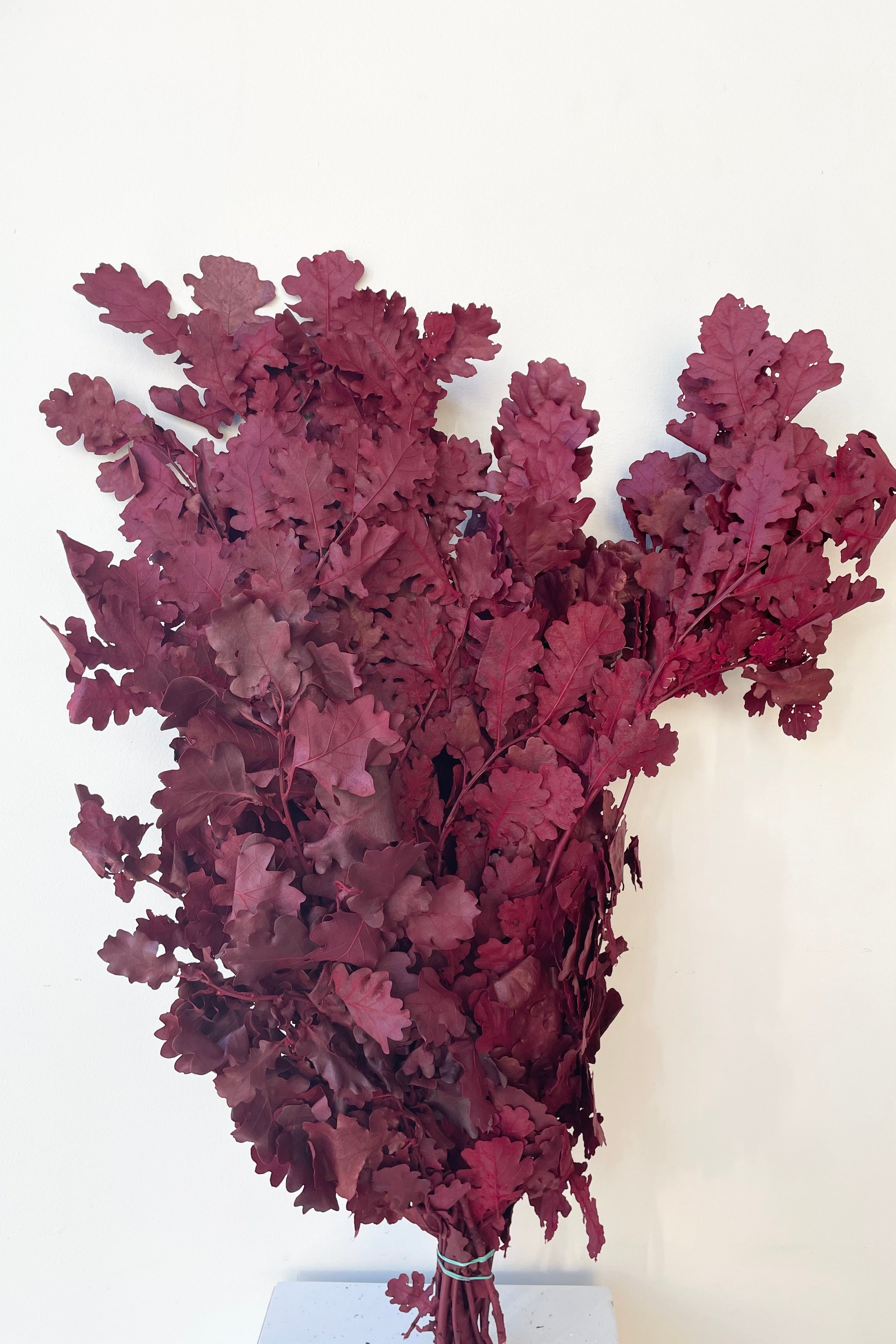 A bunch of burgundy colored and preserved Quercus against a white wall.