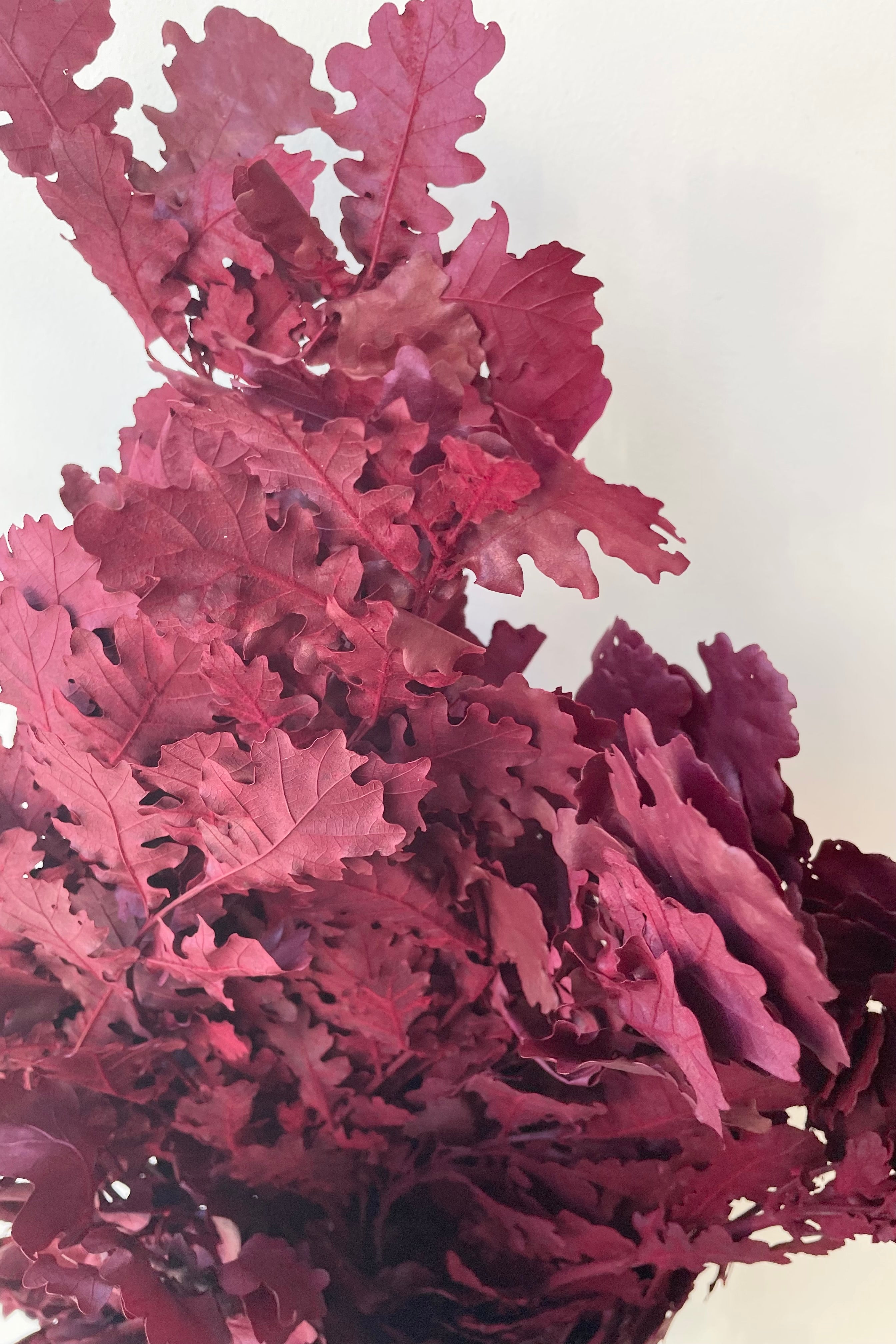 detail up close picture of the dyed burgundy preserved leaves of the Quercus tree.