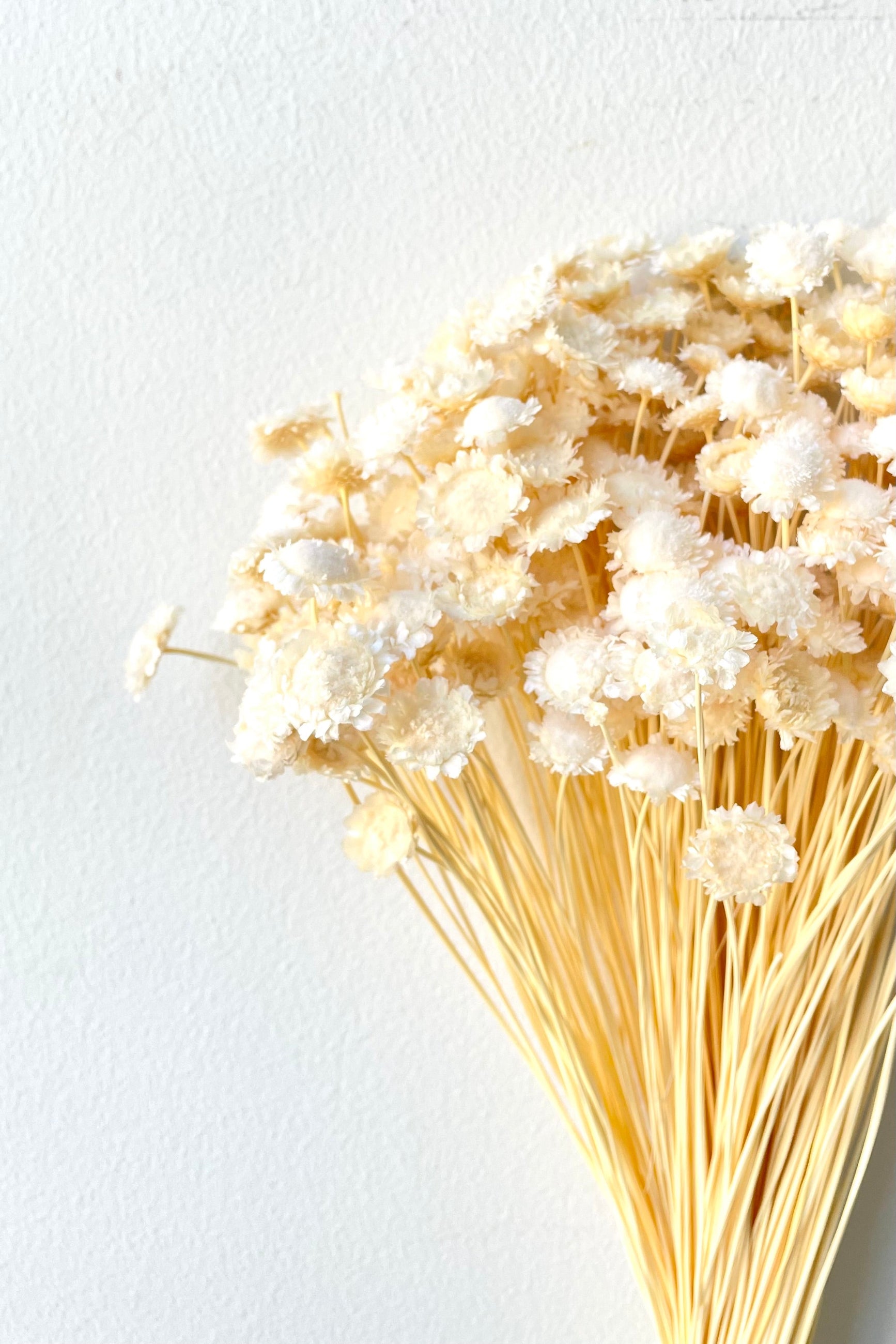 A close-up view of a bunch of Margaret Bleached Pastel Preserved floral against a white backdrop ©Sprout Home