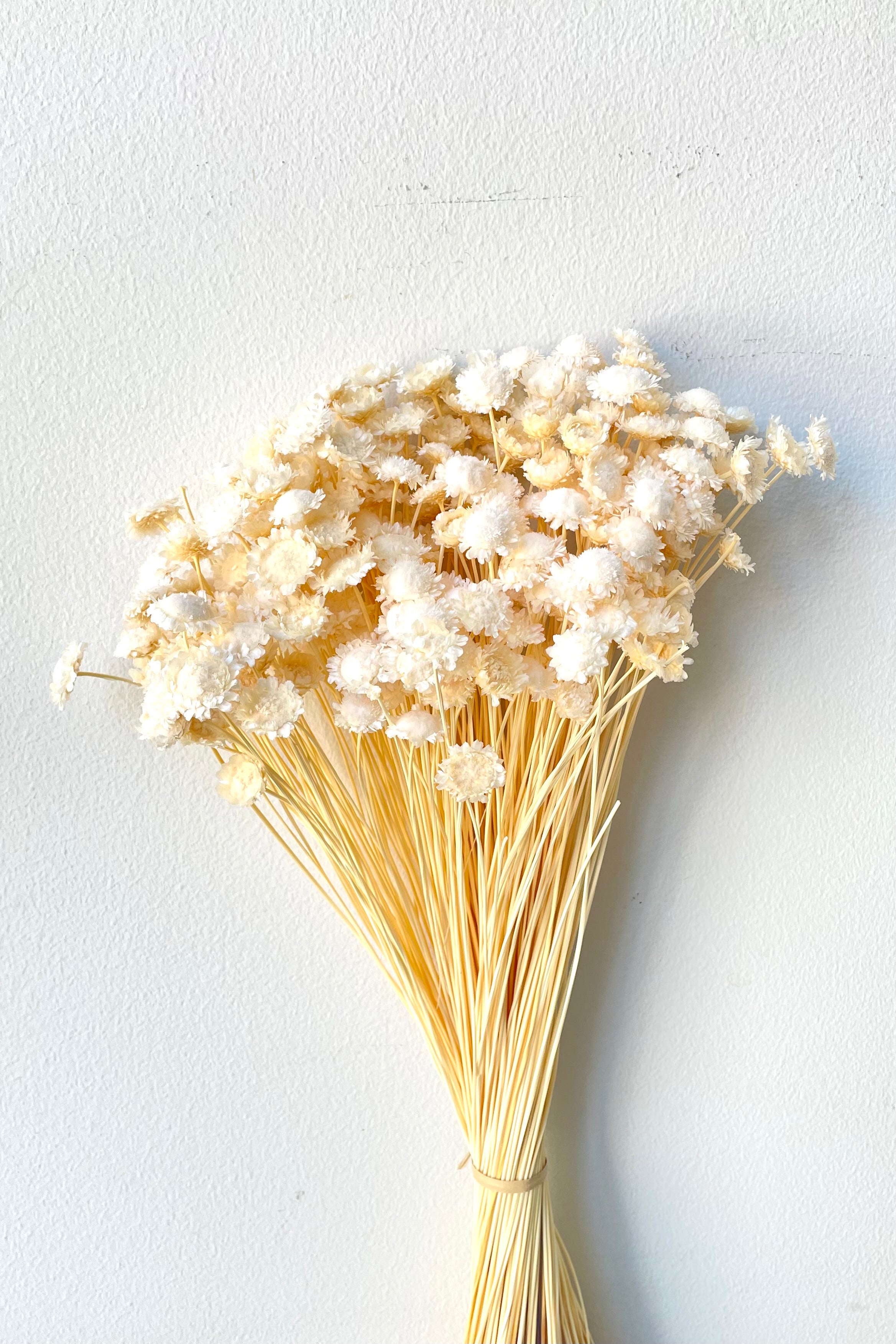 A full view of a bunch of Margaret Bleached Pastel Preserved floral against a white backdrop