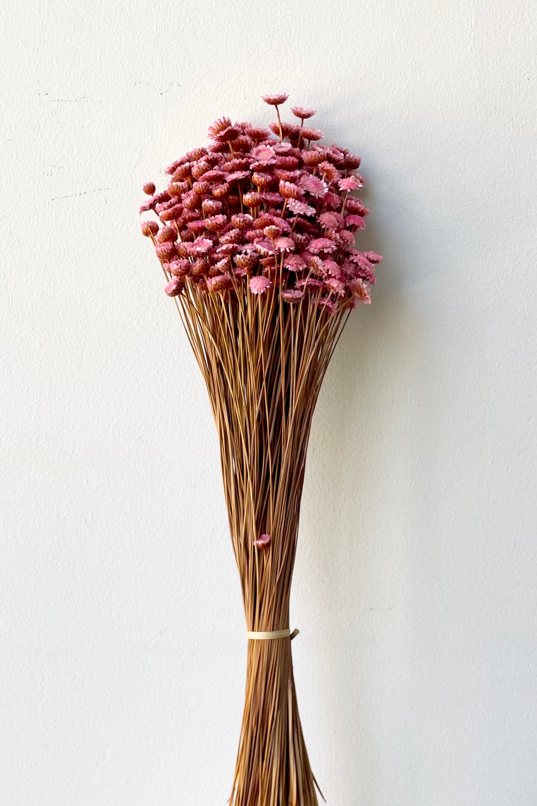 A bunch of light pink preserved Magaret flower against a white wall.
