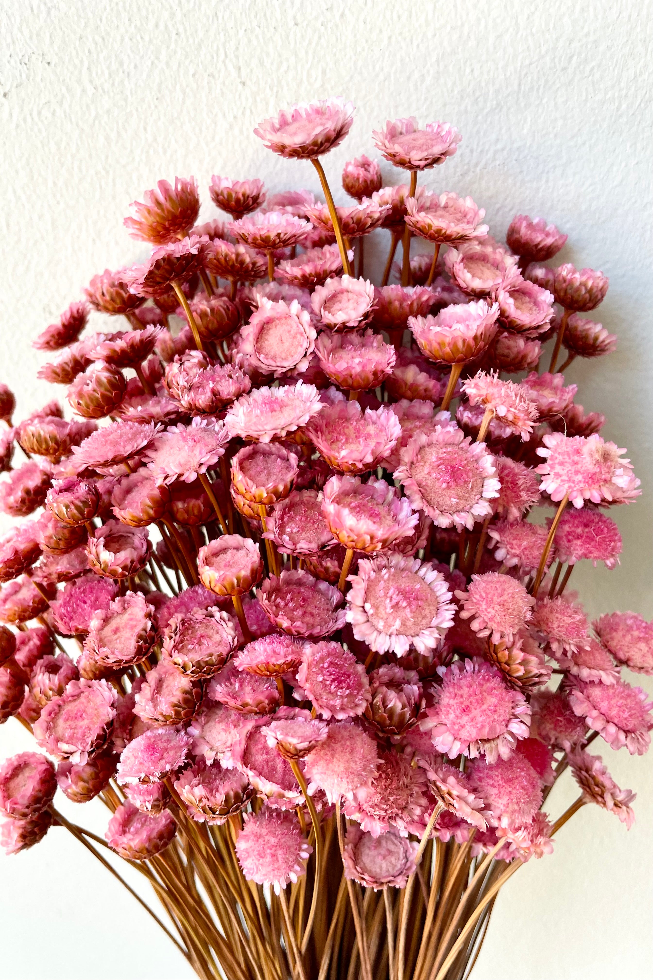 detail picture of the cute open face preserved light pink Margaret flowers.