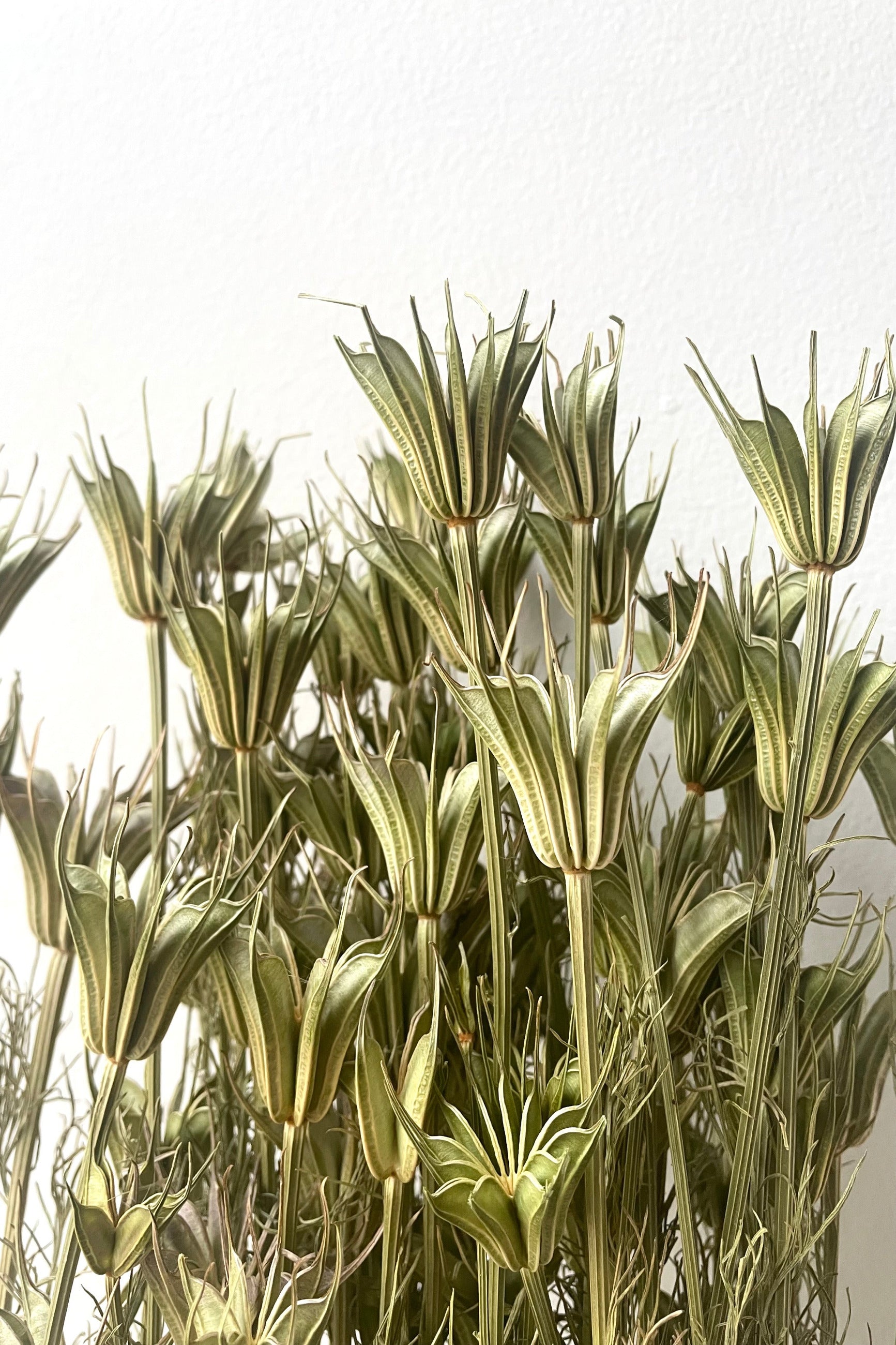 A detailed view of a color variation of Nigella Orientalis Natural Preserved Bunch against white backdrop ©Sprout Home