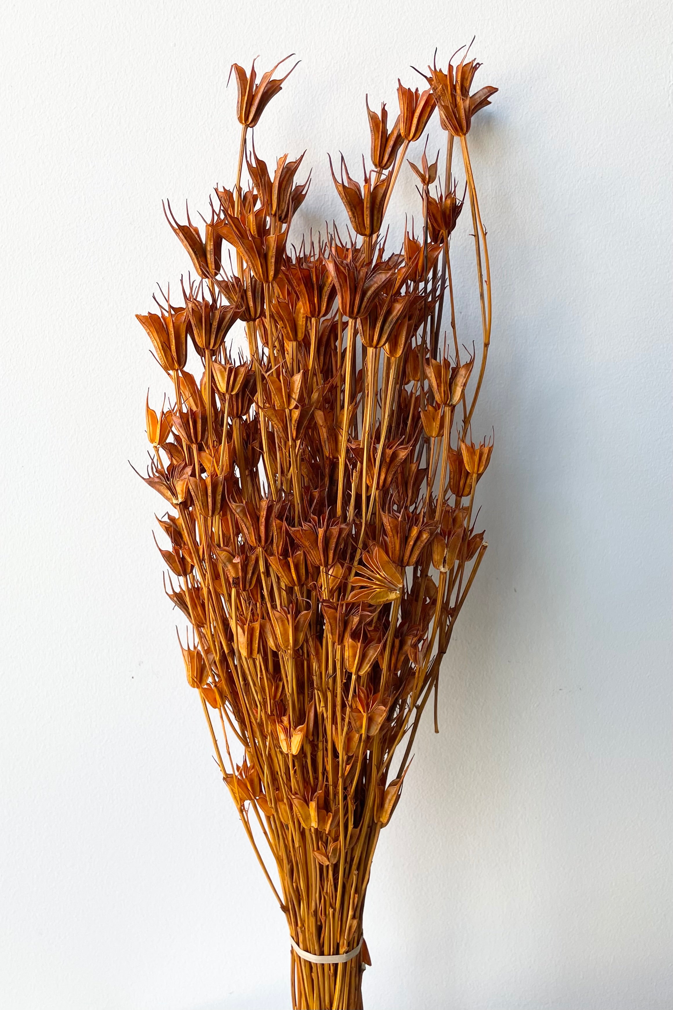 ochre colored and preserved nigella orientalis bunch against a white wall.