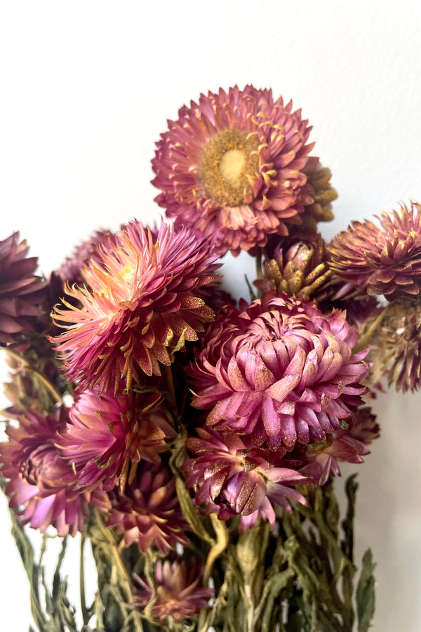 A detailed view of a bunch of Helichrysum Dusty Brick Color Preserved floral against a white backdrop