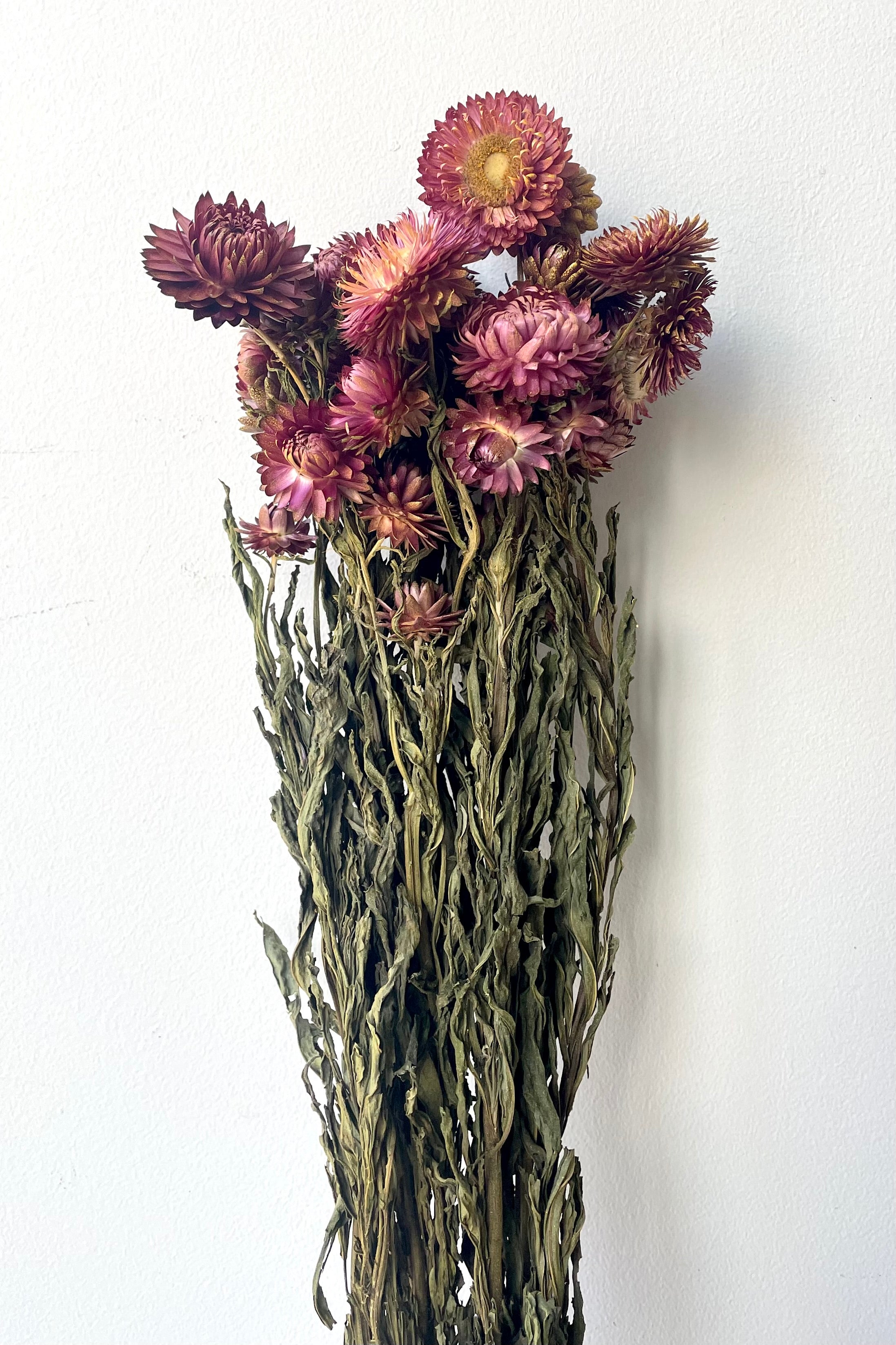 A frontal view of a bunch of Helichrysum Dusty Brick Color Preserved floral against a white backdrop