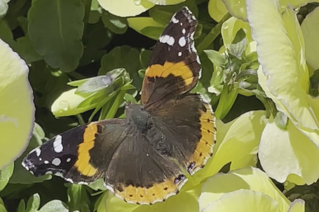 Spring is Here!! An orange and brown butterfly happy to see the Viola 'Etain' the beginning of Spring at Sprout Home. ©Sprout Home