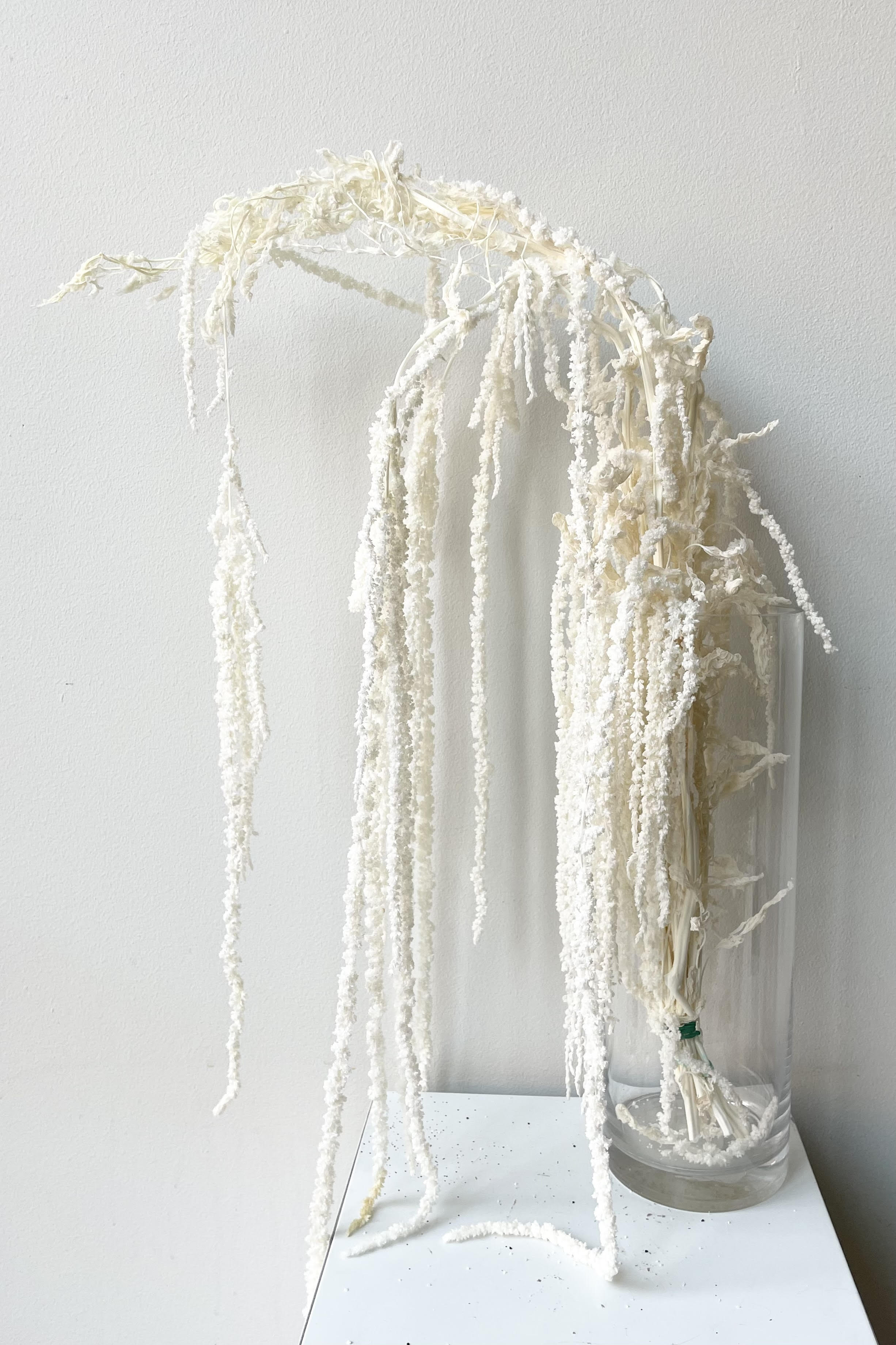 The Amaranthus Bleached Pastel Preserved Bunch up against a white backdrop.
