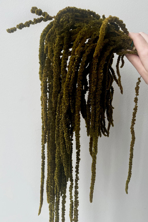 A hand holds a draping Amaranthus Olive Color Preserved Bunch against white backdrop