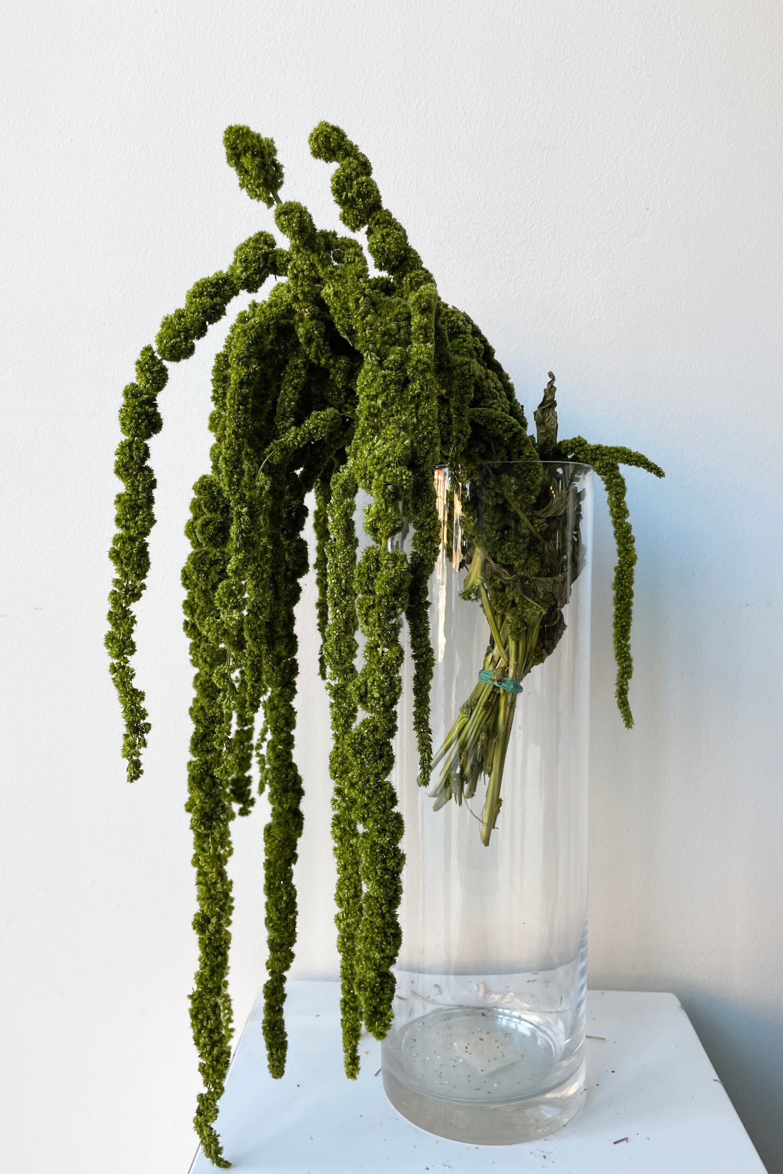 olive colored preserved amaranthus bunch against a white wall.
