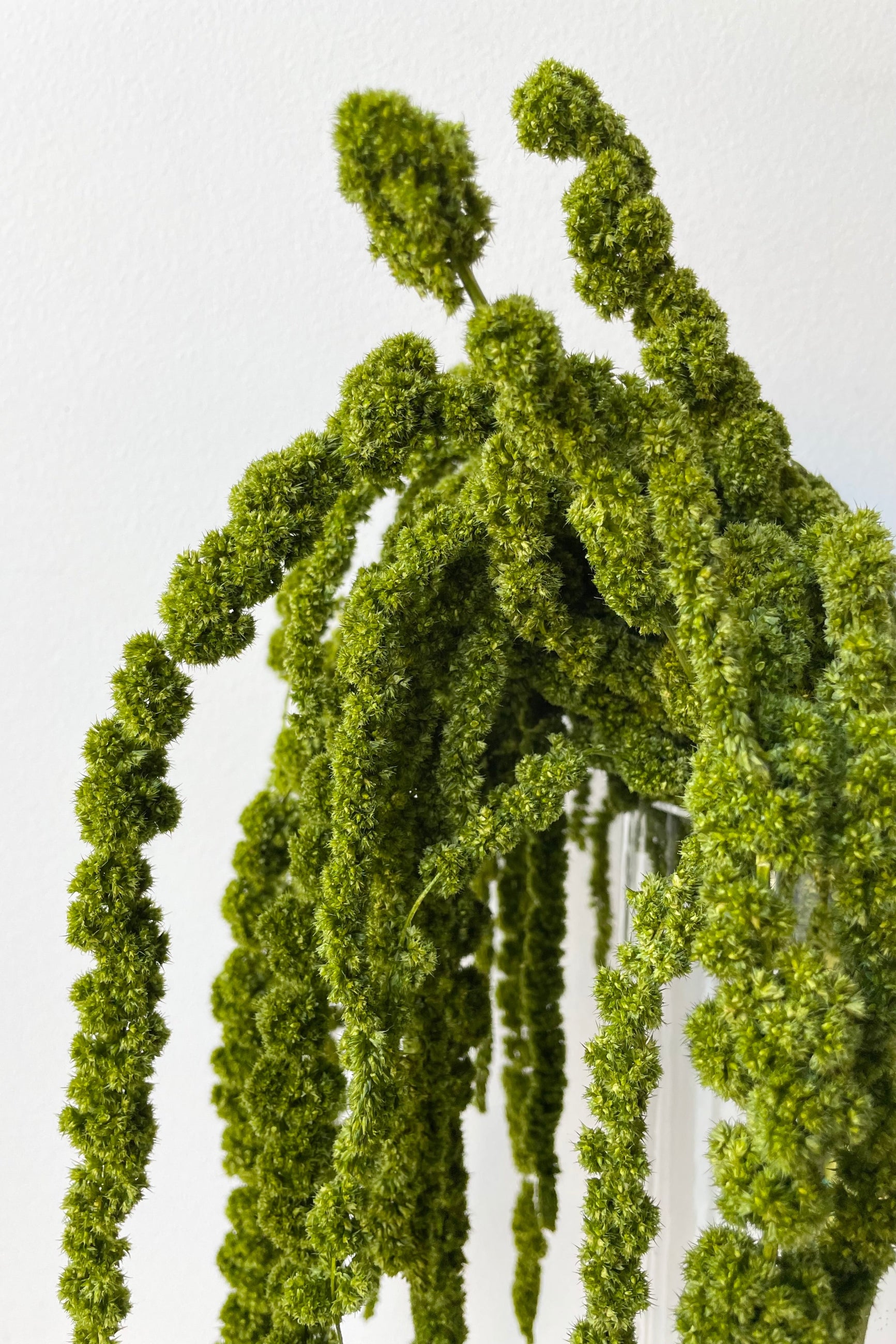 detail shot of the olive colored preserved amaranthus bunch. ©Sprout Home