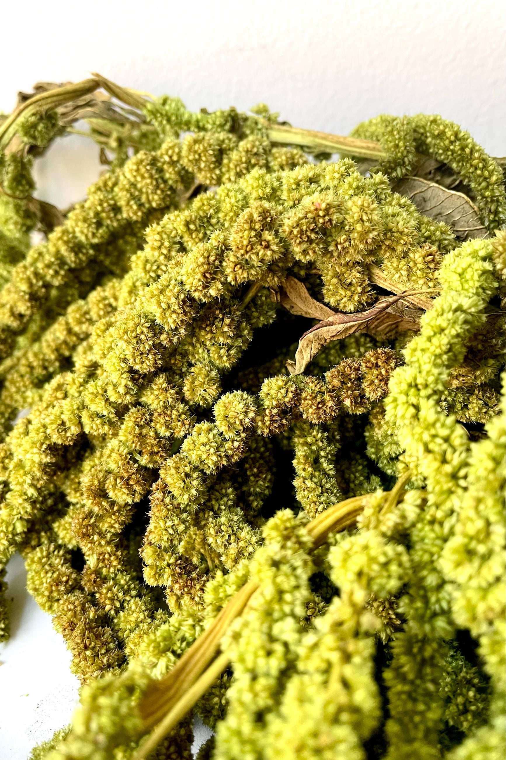 A detailed view of a bunch of Amaranthus Light Green Color Preserved floral ©Sprout Home