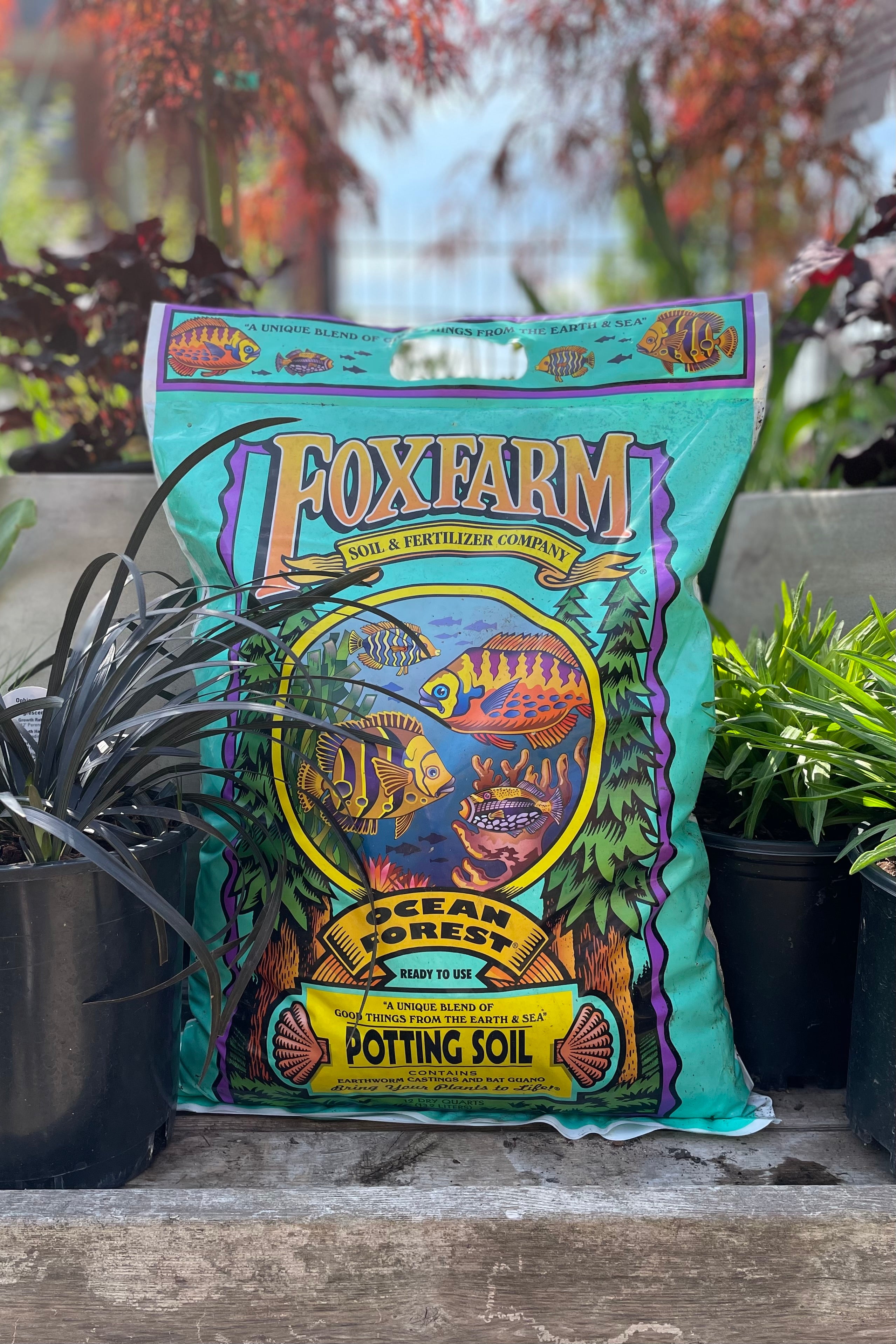 Ocean Forest 12qt against the garden at sprout home with a variety of plants