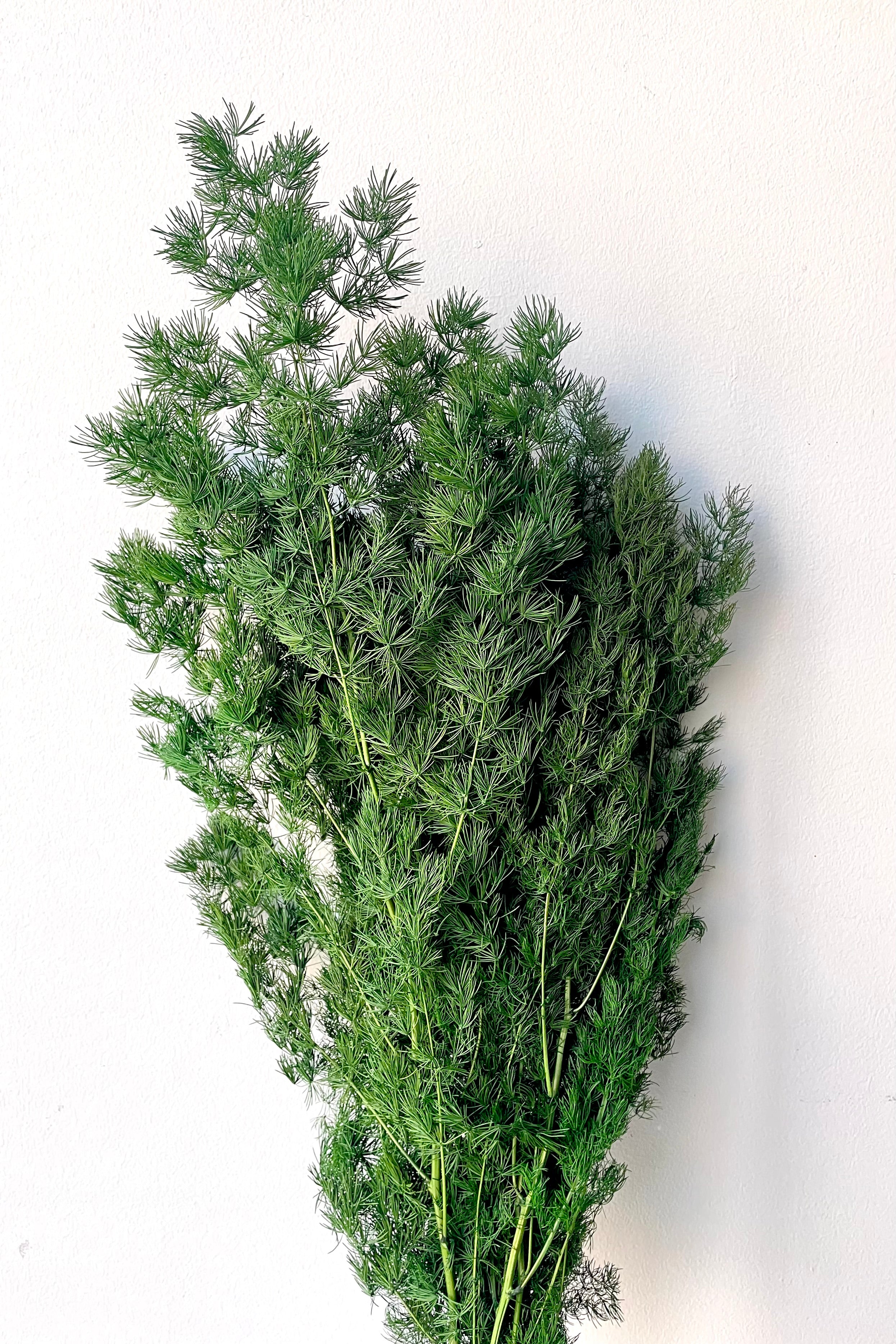 A frontal view of a bunch of Asparagus ming Natural Color Preserved floral against a white backdrop