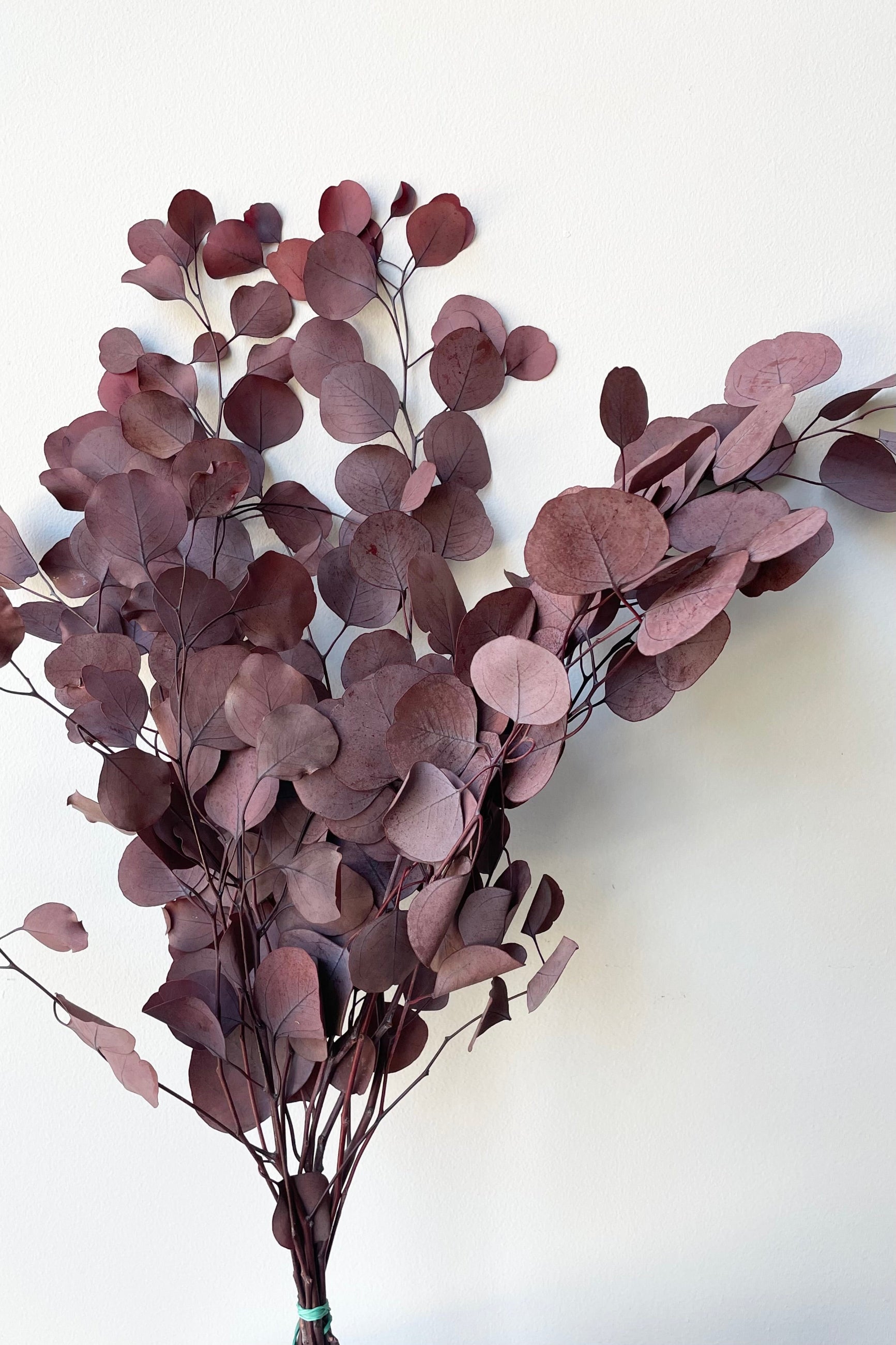 Burgundy colored and preserved eucalyptus populus bunch against a white wall. ©Sprout Home