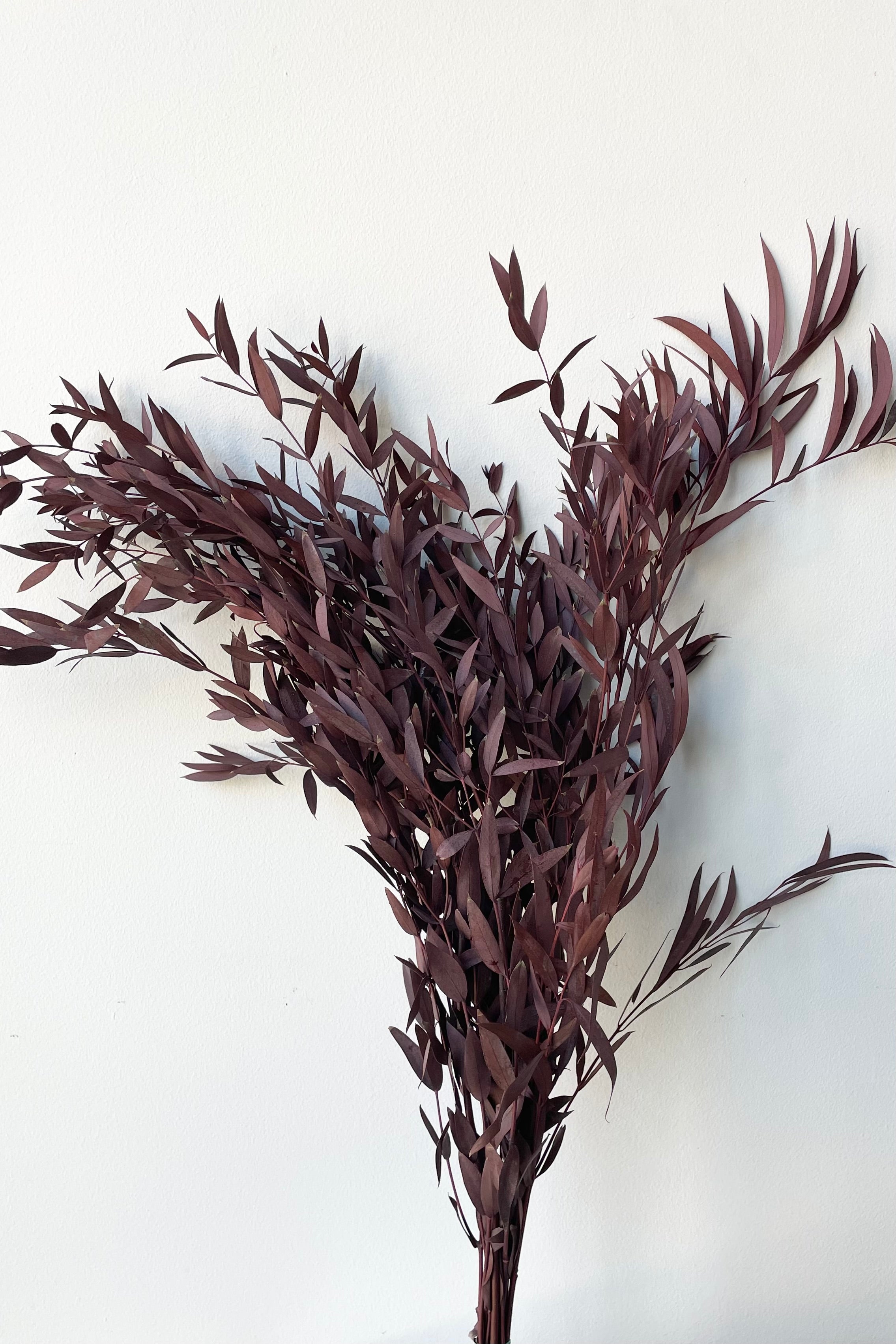 Bunch of burgundy dyed and preserved eucalyptus parvifolia against a white wall.